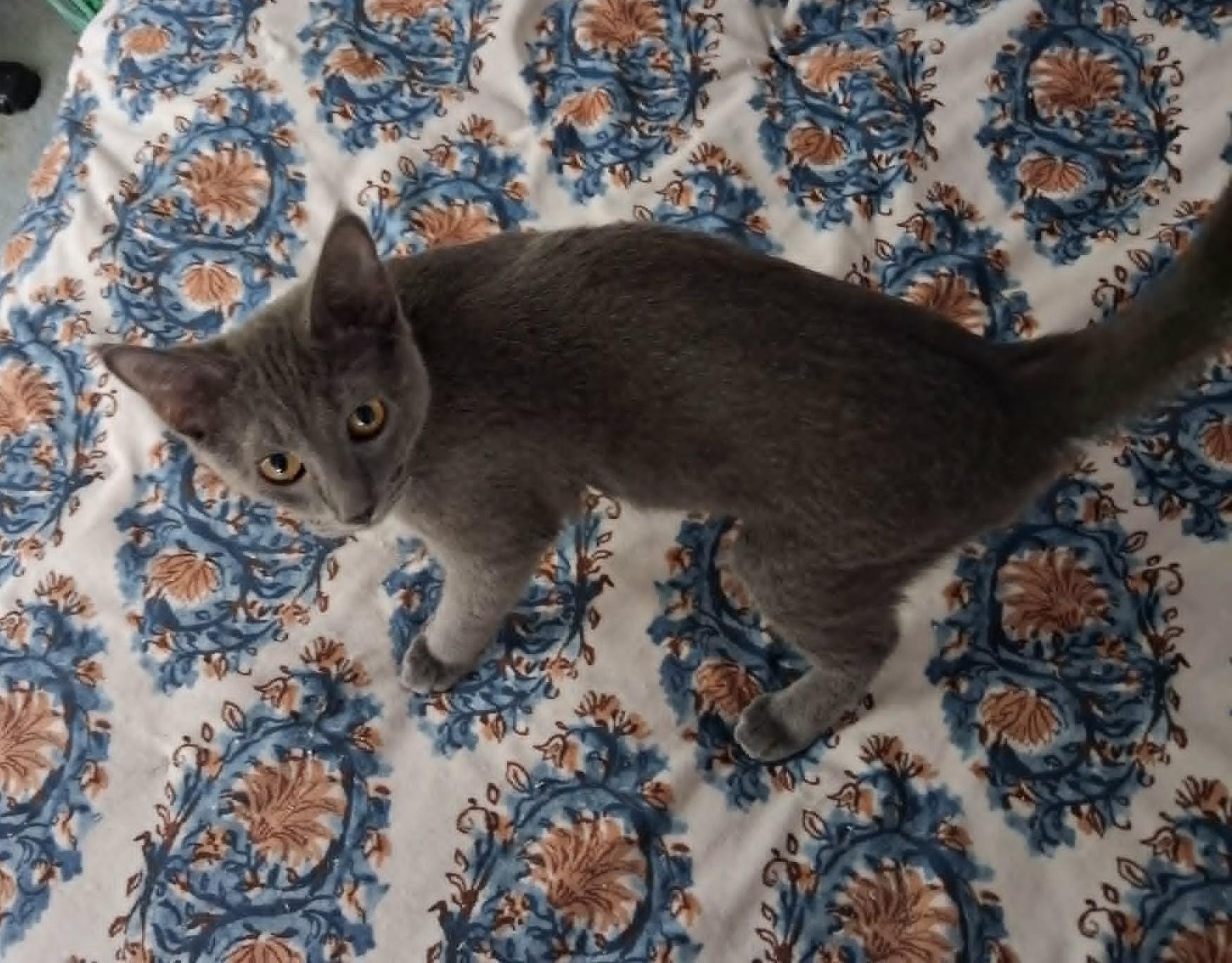 Enlarge Hera, a Adopted Domestic Short Hair in Overland Park, KS image 2/2