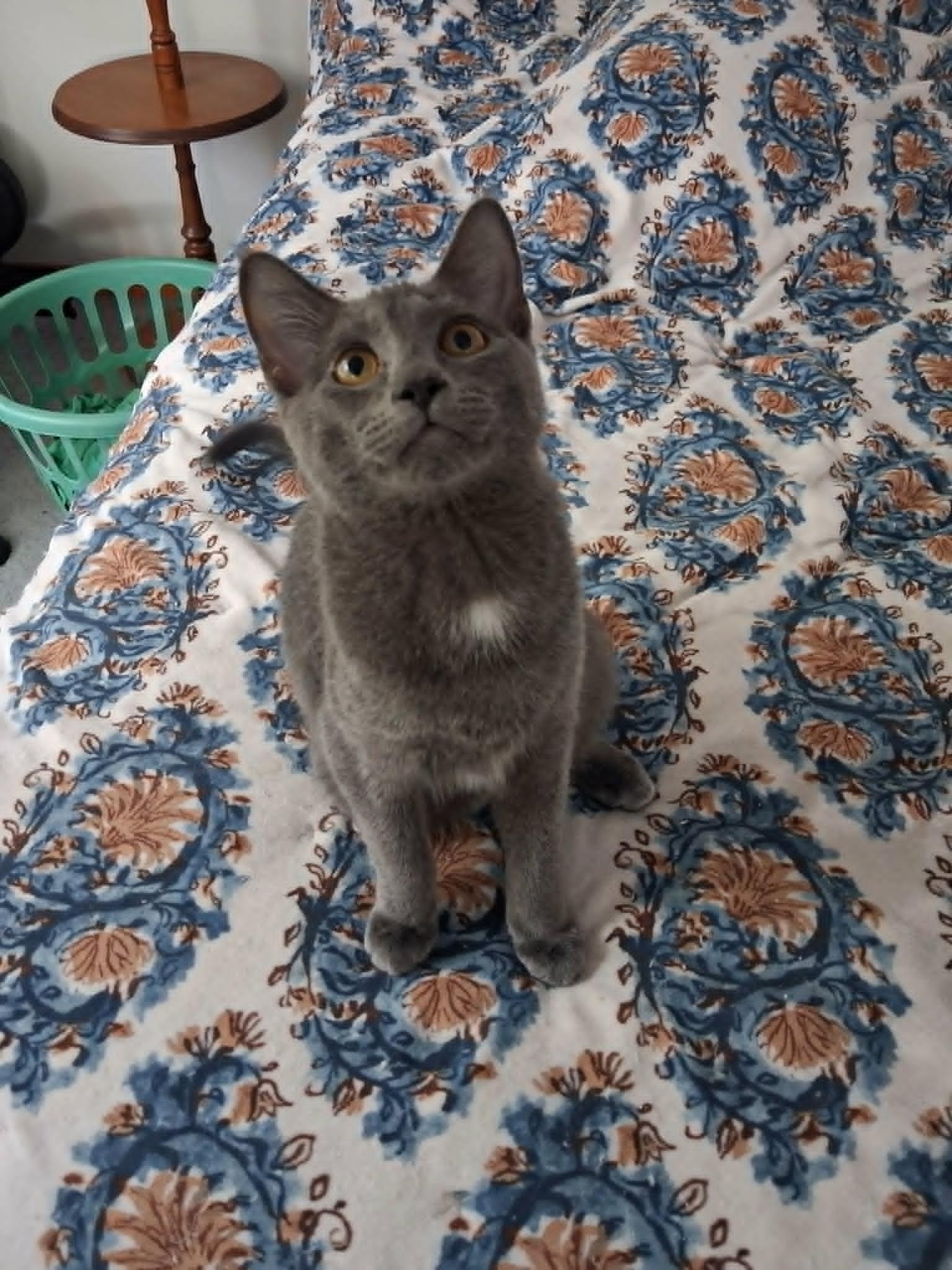Enlarge Hera, a Adopted Domestic Short Hair in Overland Park, KS image 1/2