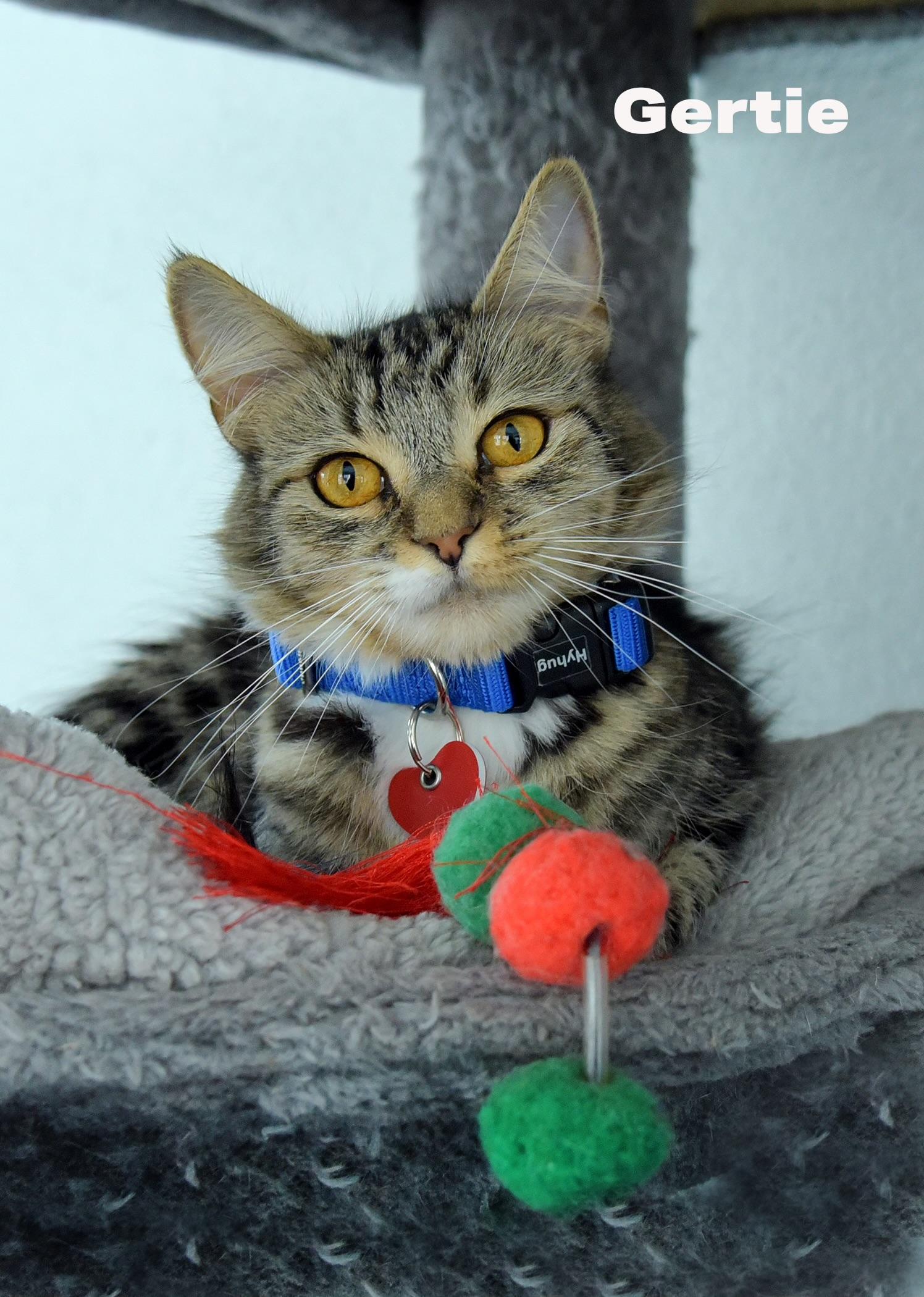 Gertie, Adoptable, Young Female Domestic Medium Hair.