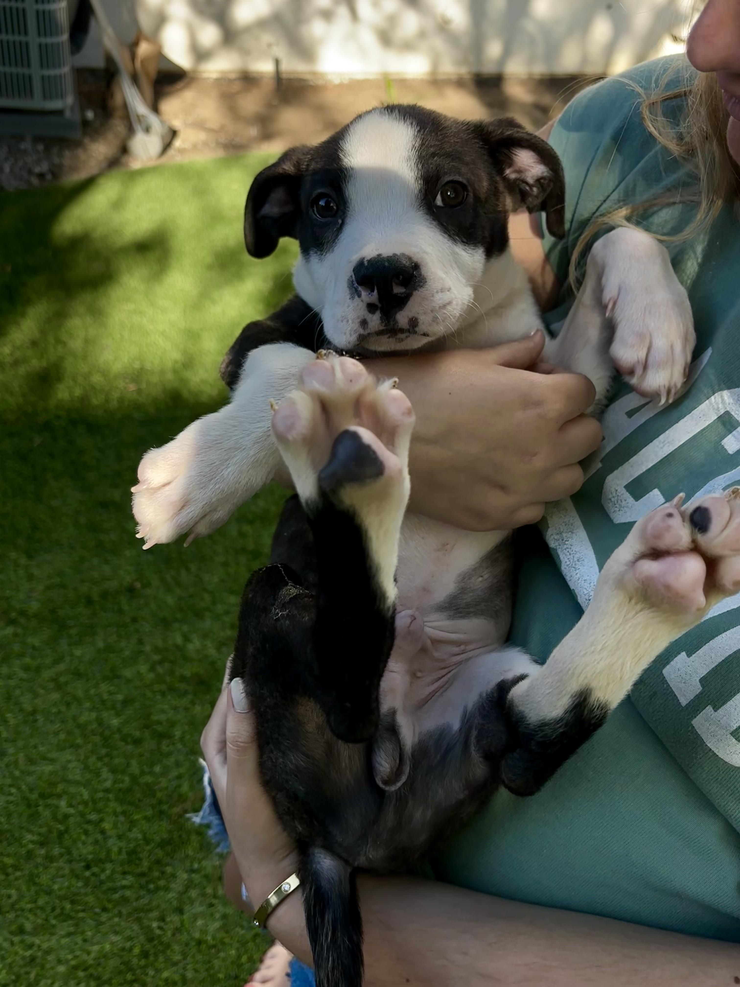 Enlarge Sloan, a Adoptable mixed breed in Carlsbad, CA image 3/5