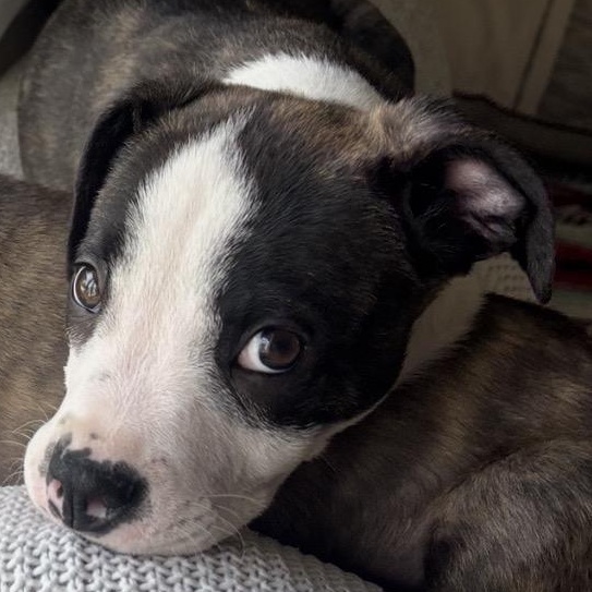 Sloan, an adopted mixed breed in Carlsbad, CA image 3/6
