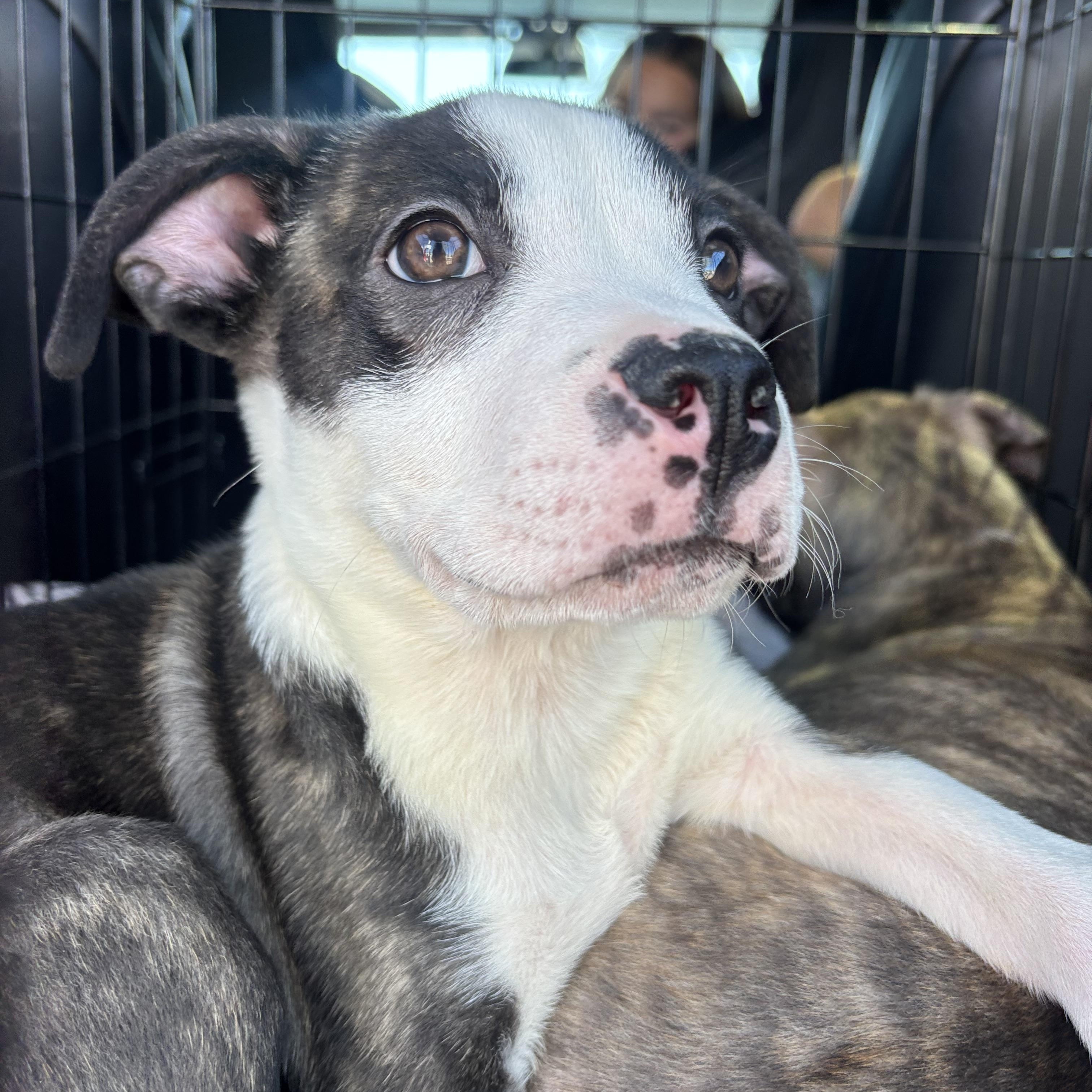 Enlarge Sloan, a Adoptable mixed breed in Carlsbad, CA image 4/5