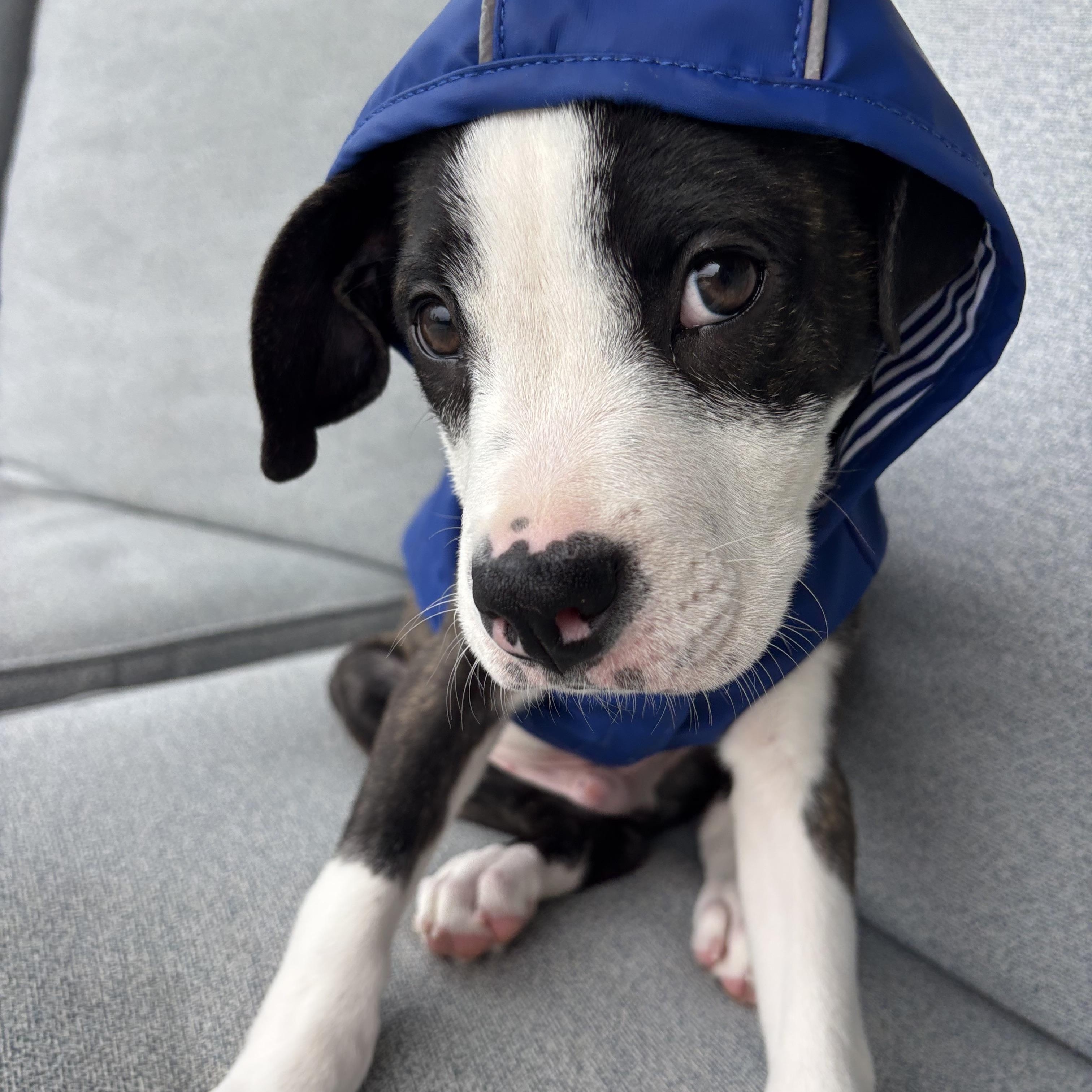 Sloan, an adopted mixed breed in Carlsbad, CA image 5/6