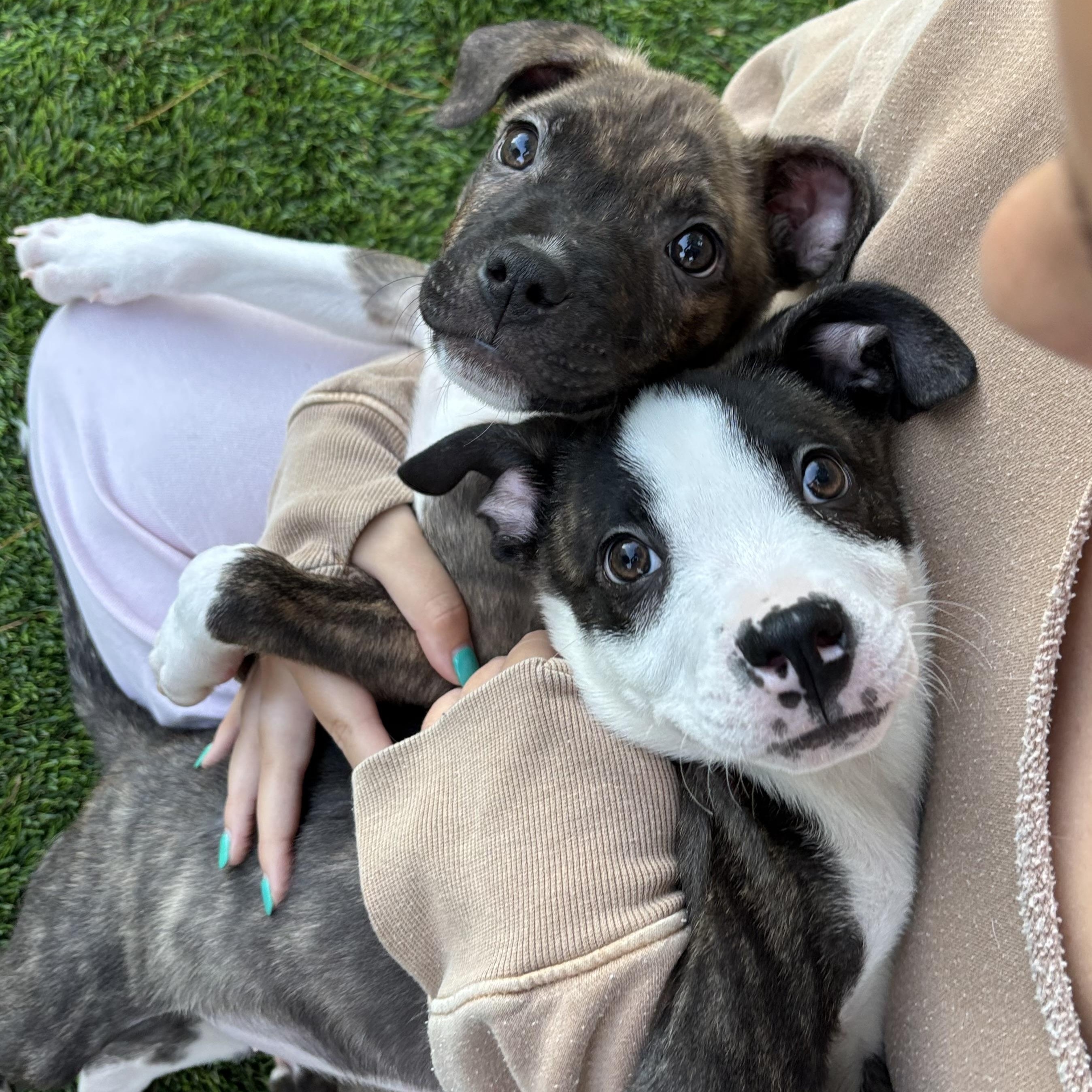 Enlarge Sloan, a Adoptable mixed breed in Carlsbad, CA image 1/5