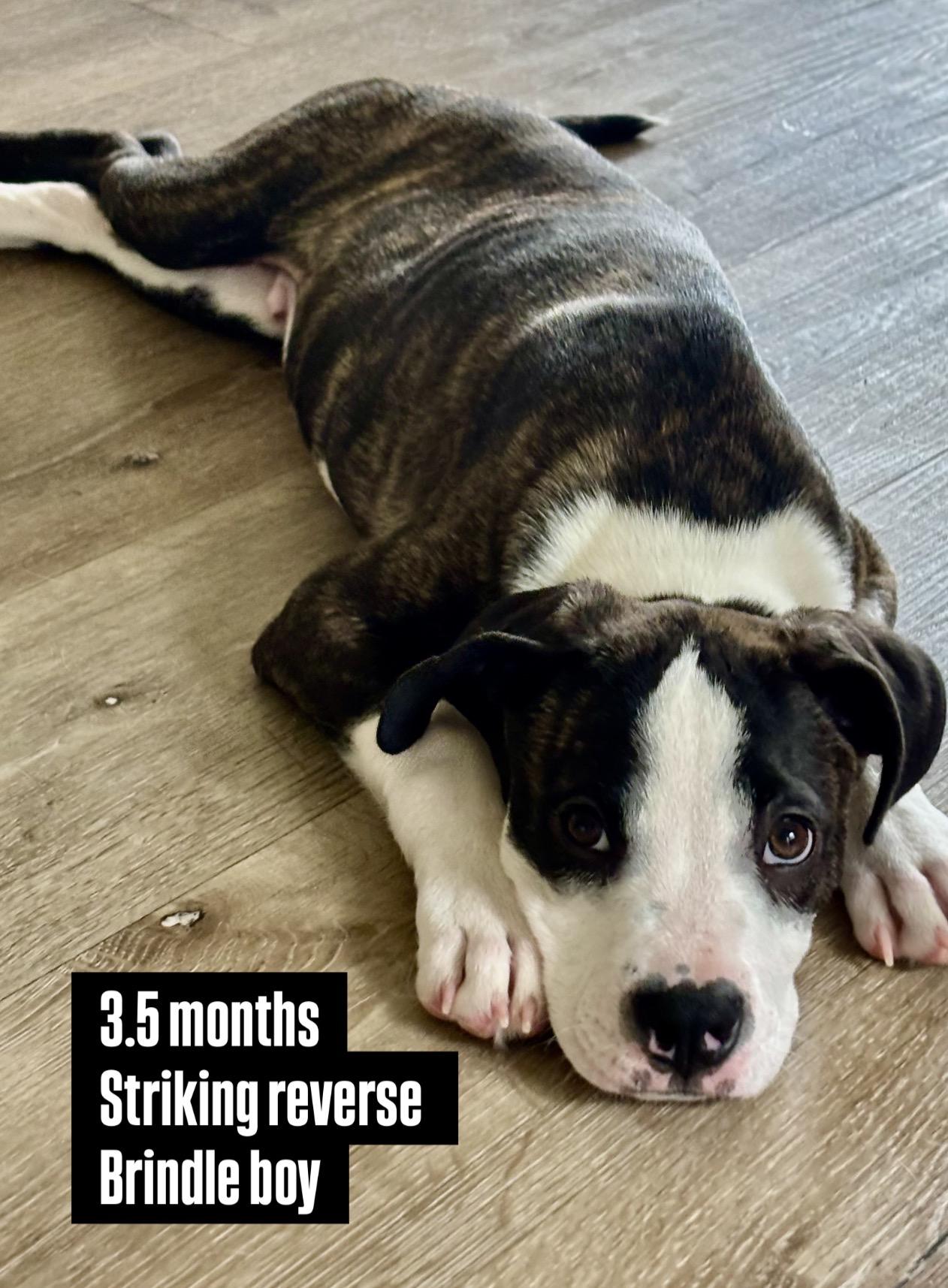 Sloan, an adopted mixed breed in Carlsbad, CA image 1/6