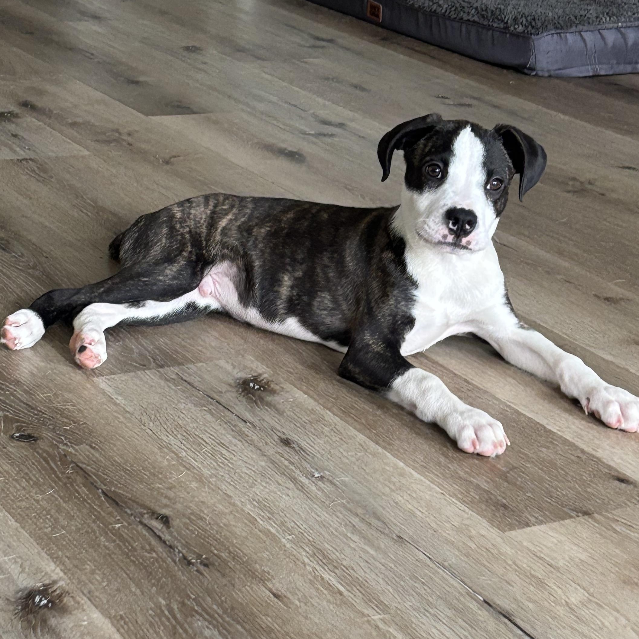 Sloan, an adopted mixed breed in Carlsbad, CA image 2/6