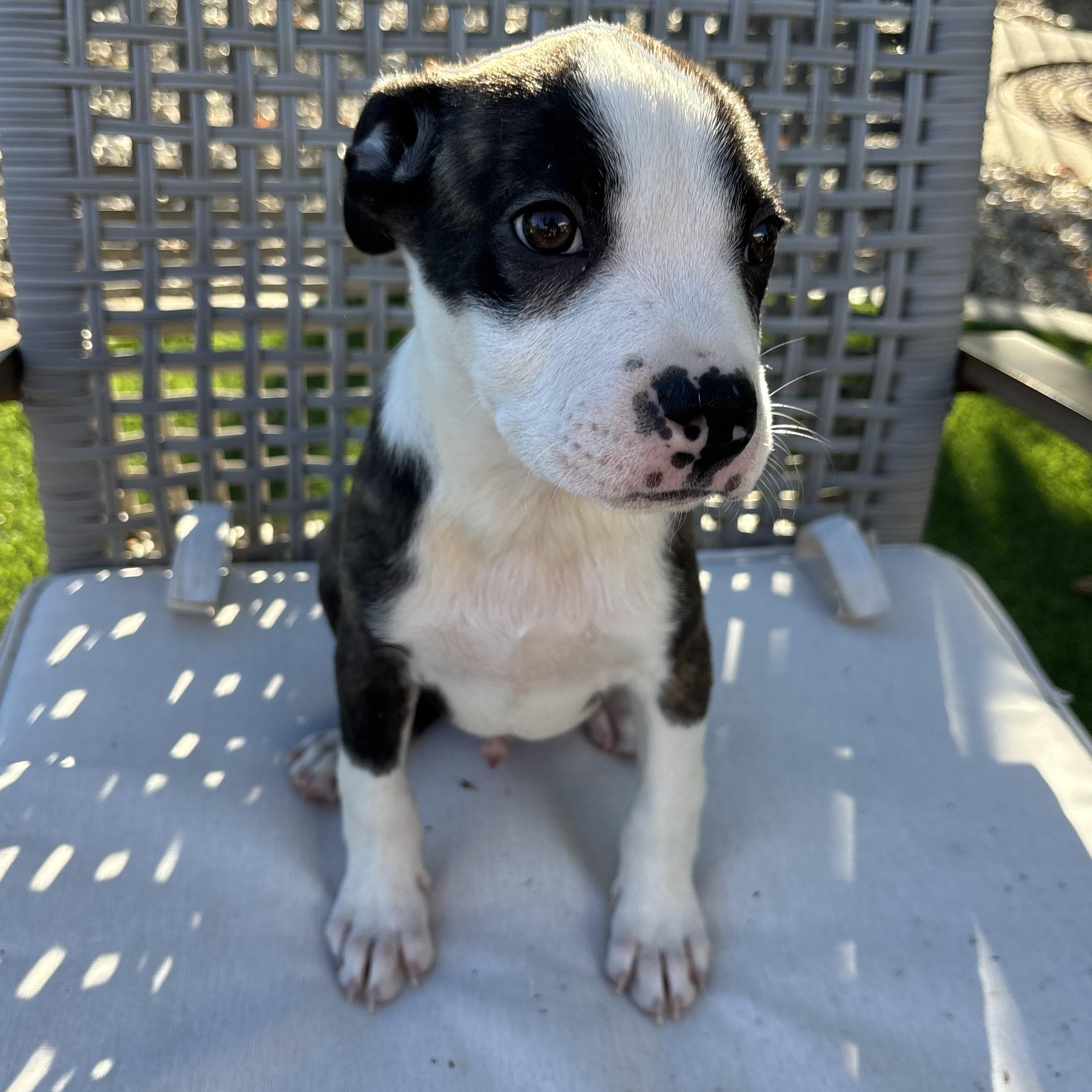 Enlarge Sloan, a Adoptable mixed breed in Carlsbad, CA image 2/5