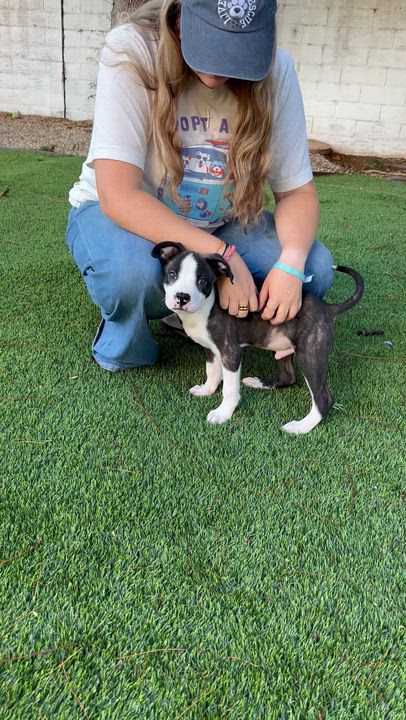 Enlarge Sloan, a Adoptable mixed breed in Carlsbad, CA video 5/5