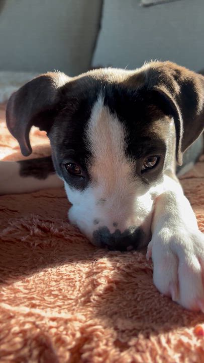 Enlarge Sloan, an adopted mixed breed in Carlsbad, CA video 4/6