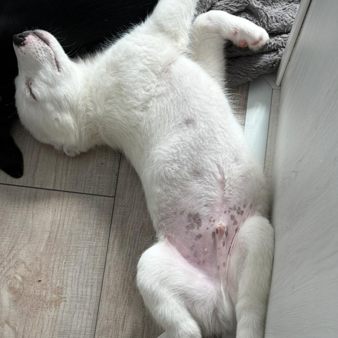 Cloud, an adoptable German Shepherd Dog in Barrie, ON, L4N 0S5 | Photo Image 3