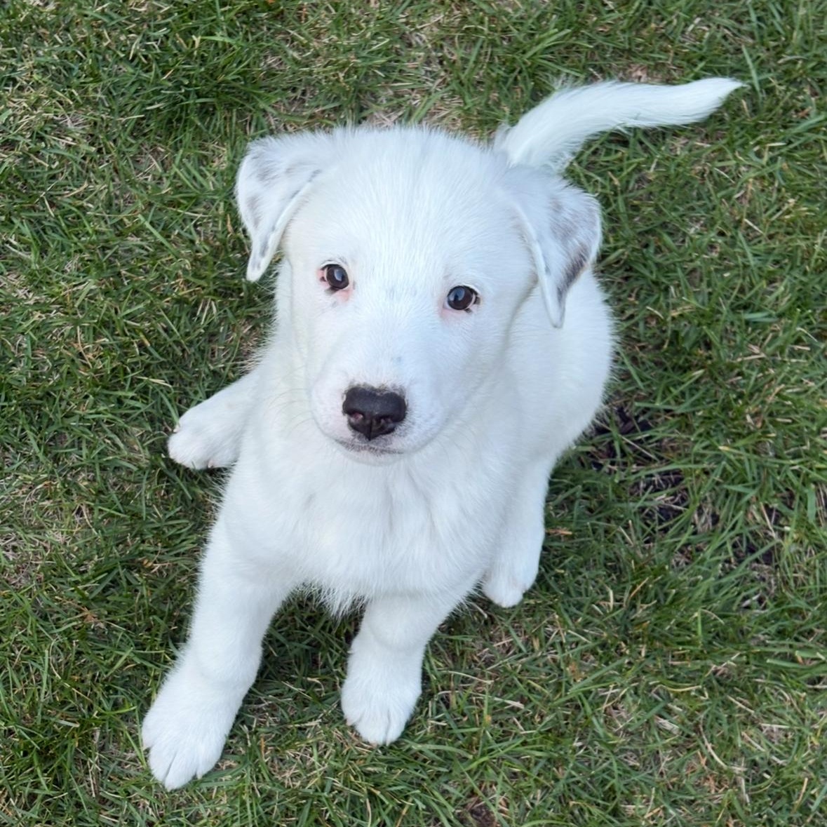 Cloud, an adoptable German Shepherd Dog in Barrie, ON, L4N 0S5 | Photo Image 5