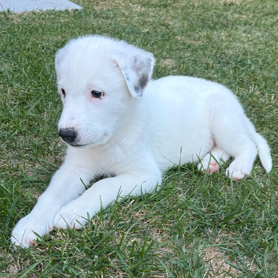 Cloud, an adoptable German Shepherd Dog in Barrie, ON, L4N 0S5 | Photo Image 4