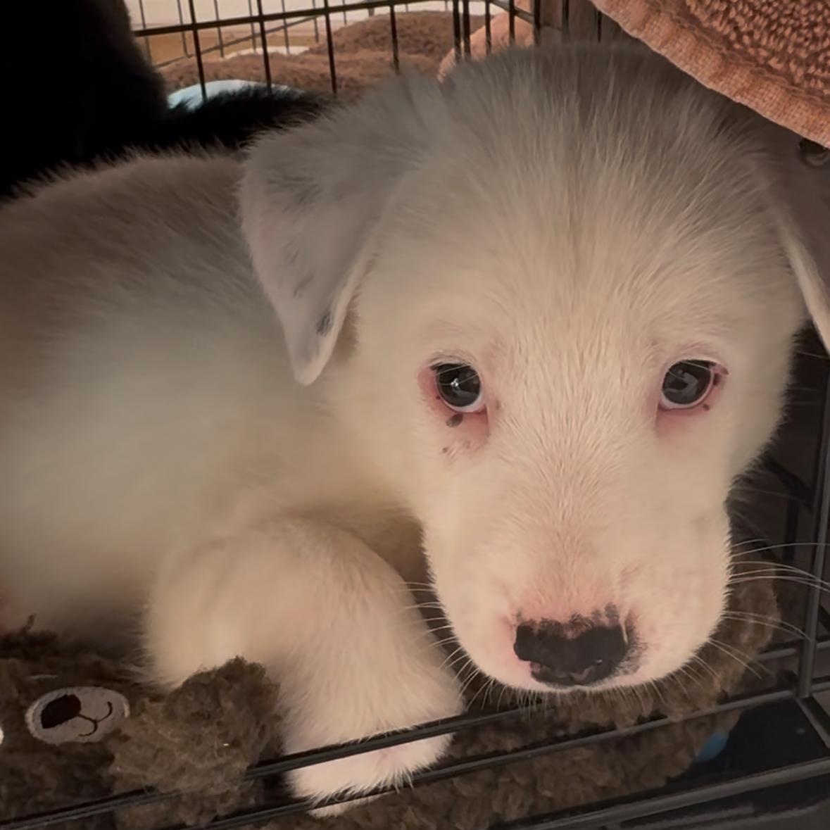 Cloud, an adoptable German Shepherd Dog in Barrie, ON, L4N 0S5 | Photo Image 6
