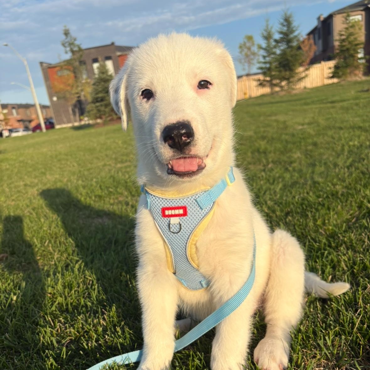 Cloud, an adoptable German Shepherd Dog in Barrie, ON, L4N 0S5 | Photo Image 2