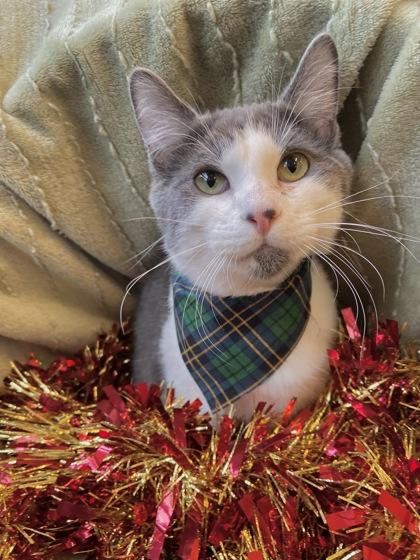 Enlarge Shimmer, a Adoptable Domestic Short Hair in Columbus, IN image 1/1