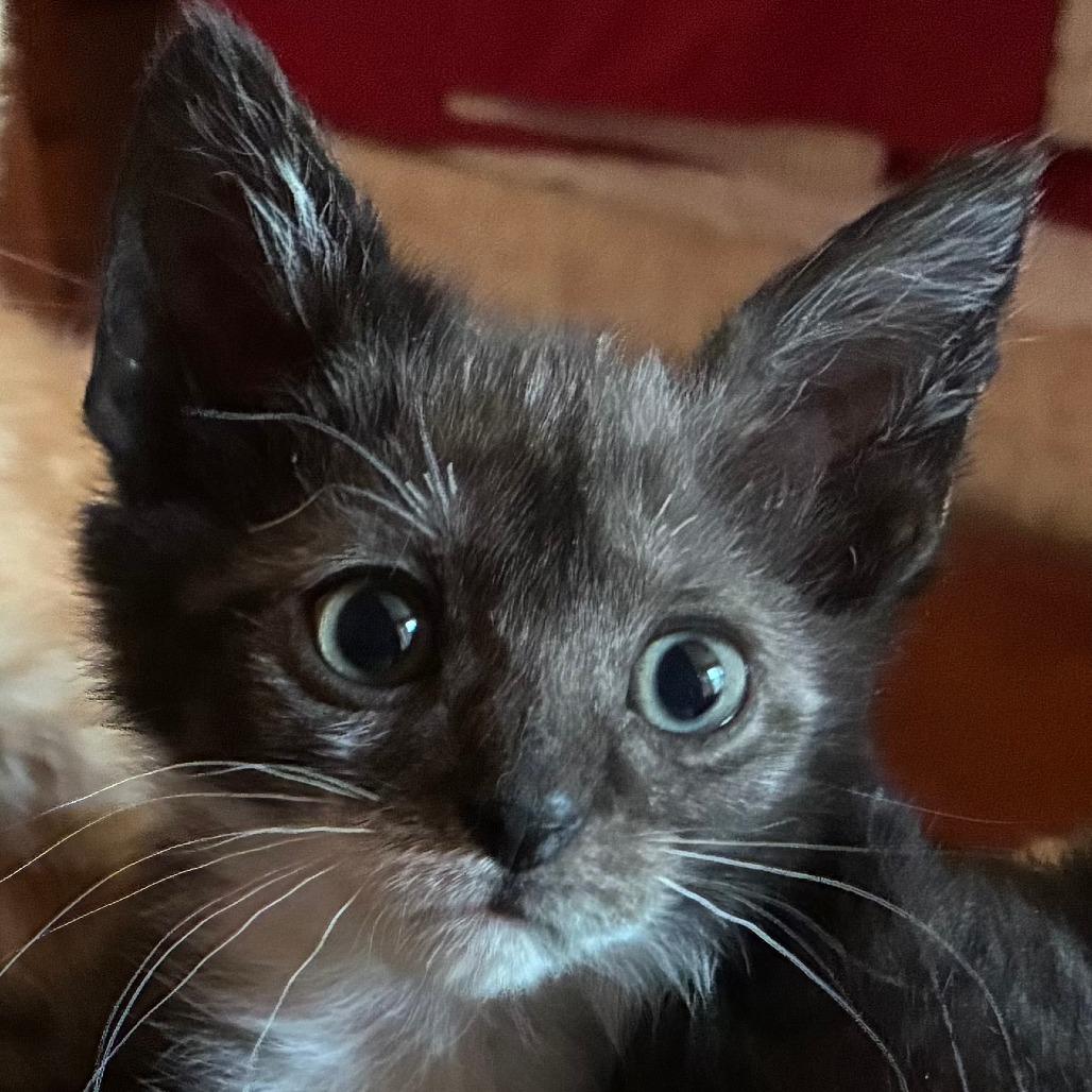 Wynona, Adoptable, Kitten Female Domestic Short Hair.