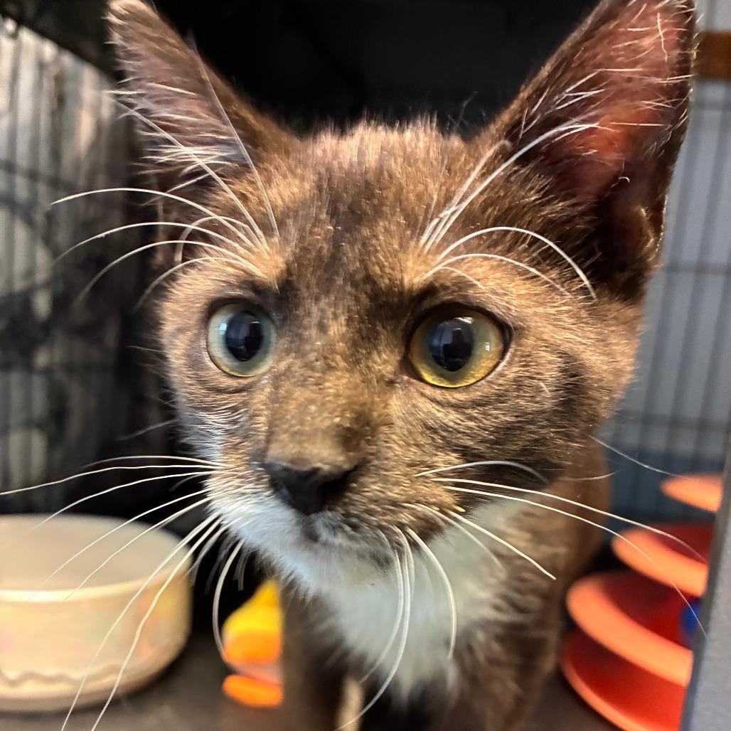 Wynona, a Adoptable Domestic Short Hair in Saugerties, NY image 2/2