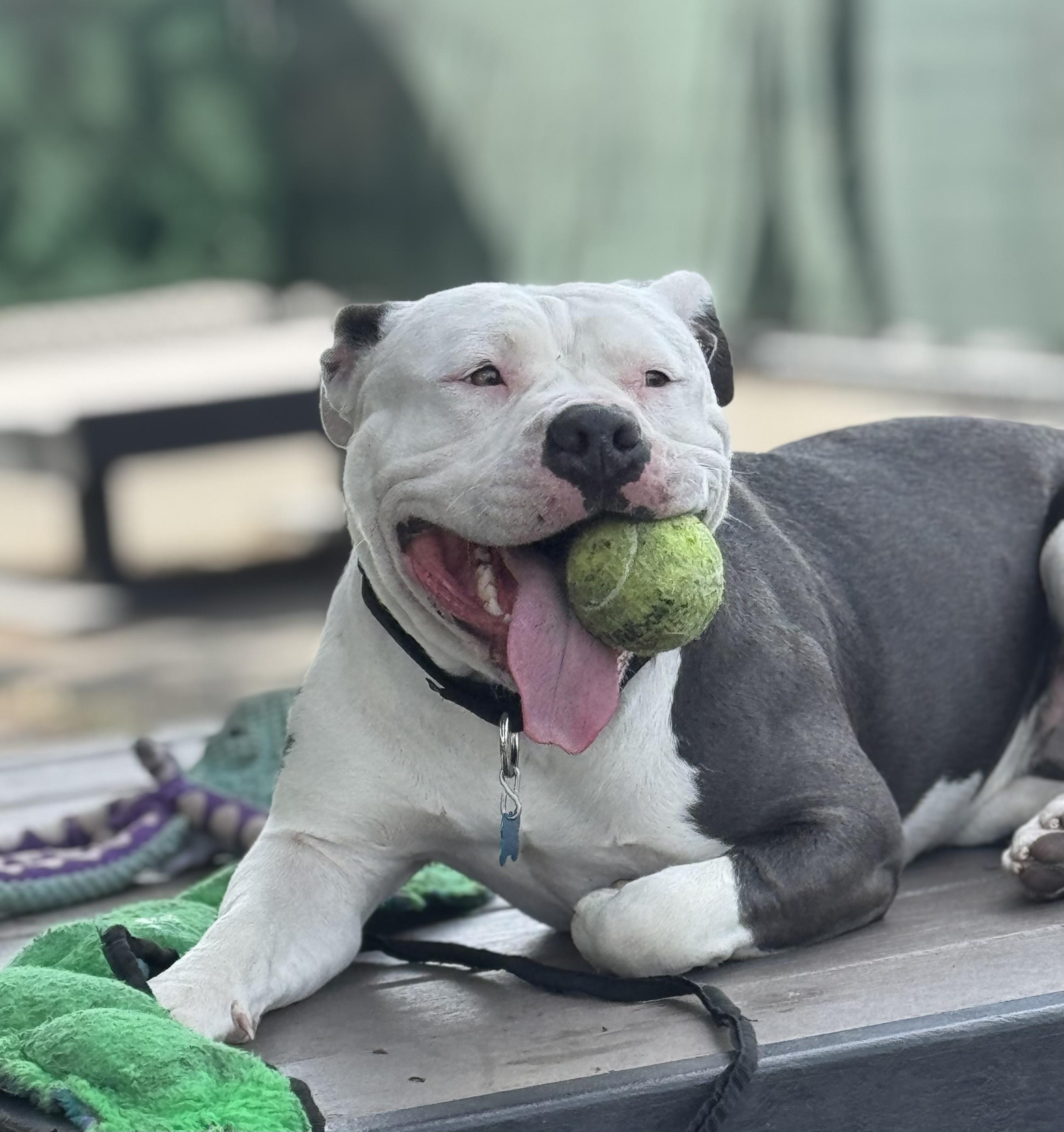 Fiona, a Adoptable Pit Bull Terrier in Berkeley, CA image 2/3