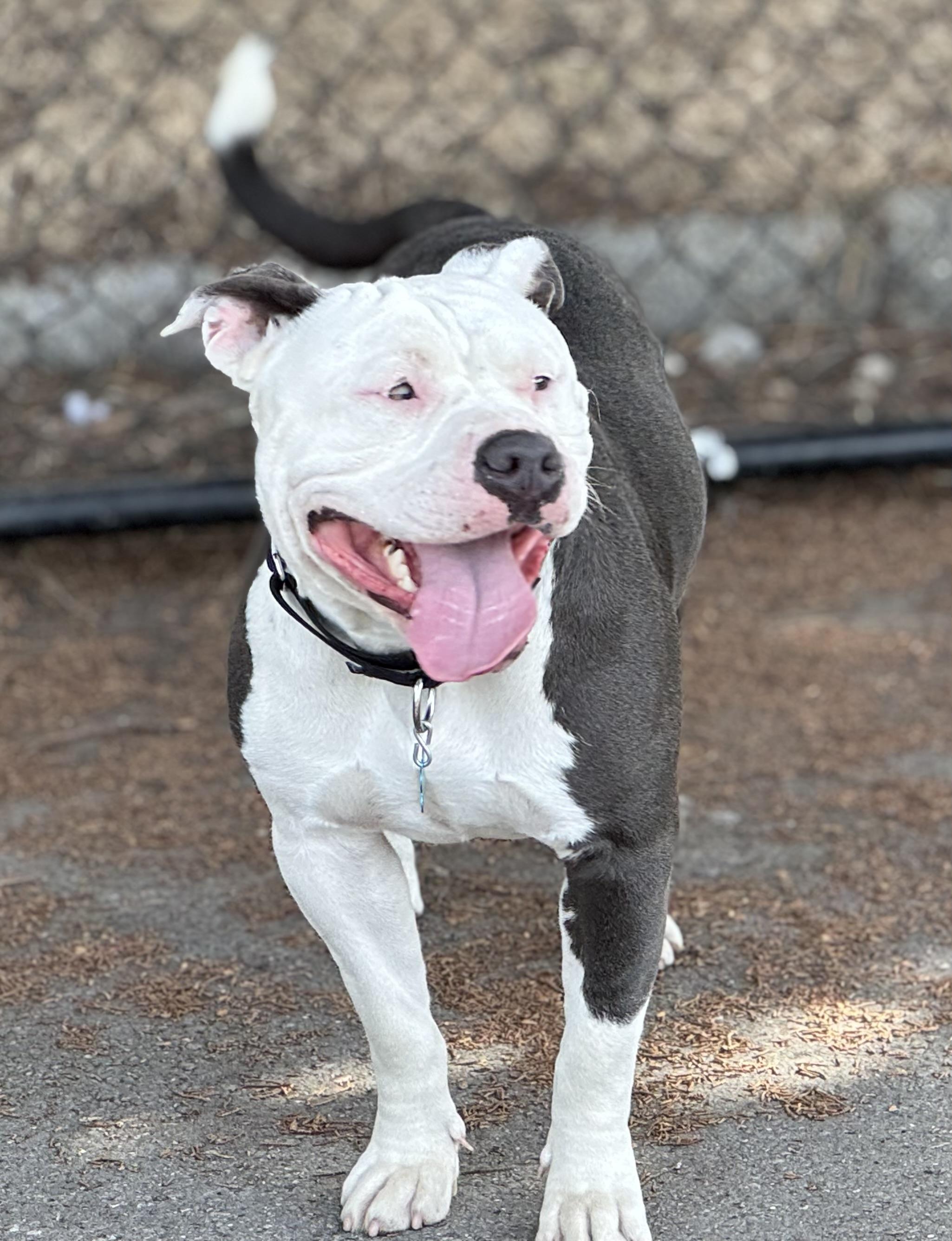 Fiona, a Adoptable Pit Bull Terrier in Berkeley, CA image 3/3