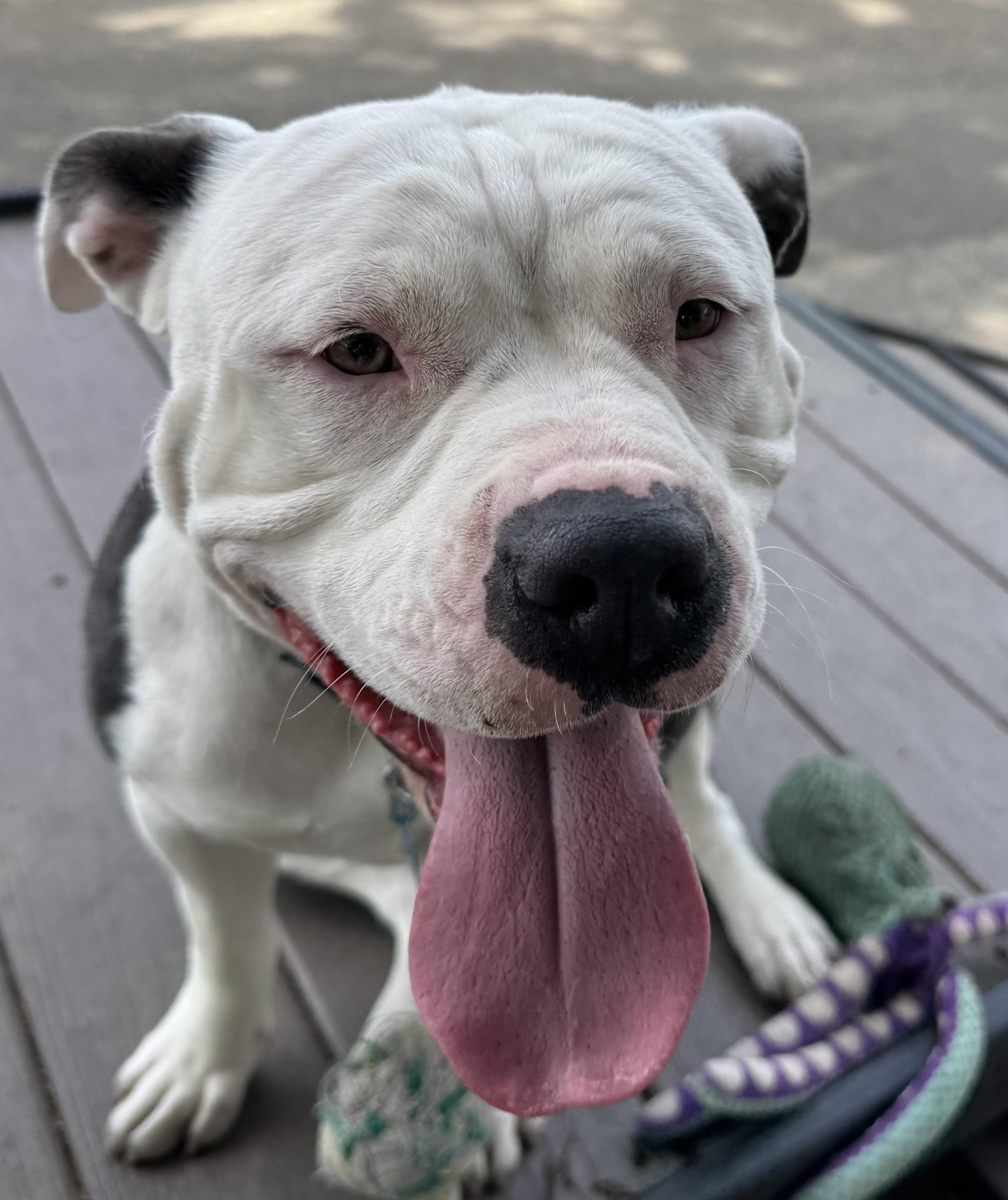 Fiona, Adoptable, Young Female Pit Bull Terrier.