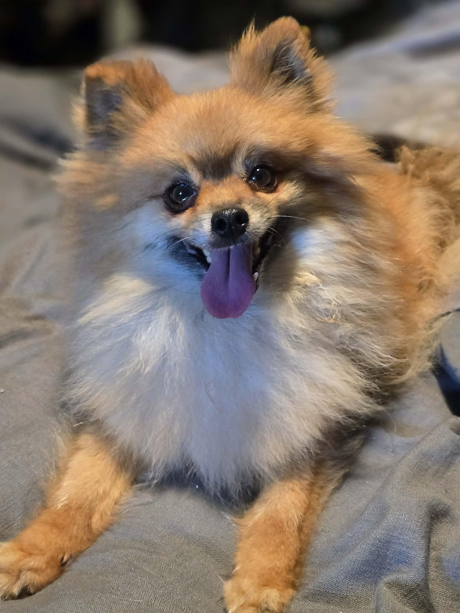 Midge, adopted, Adult Male Pomeranian.