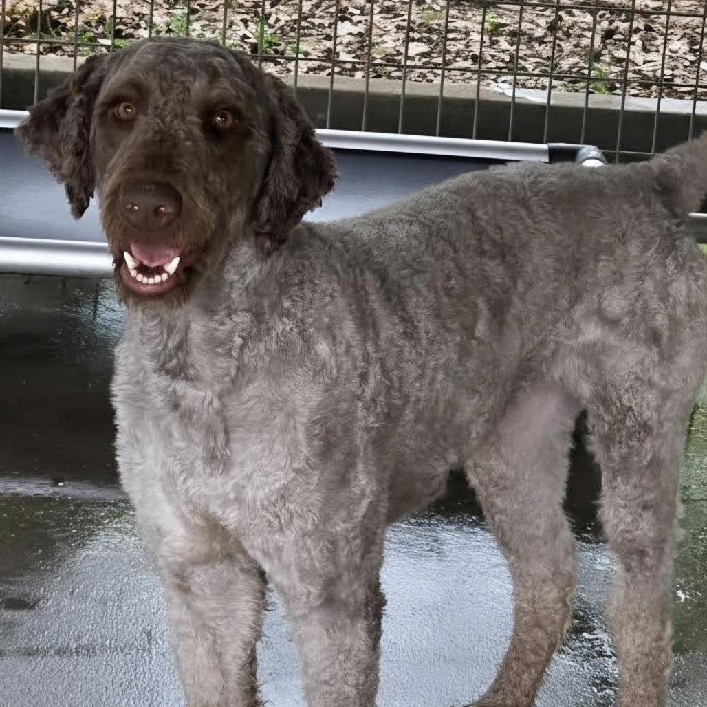 Otter, a Adoptable mixed breed in Albany, NY image 1/3