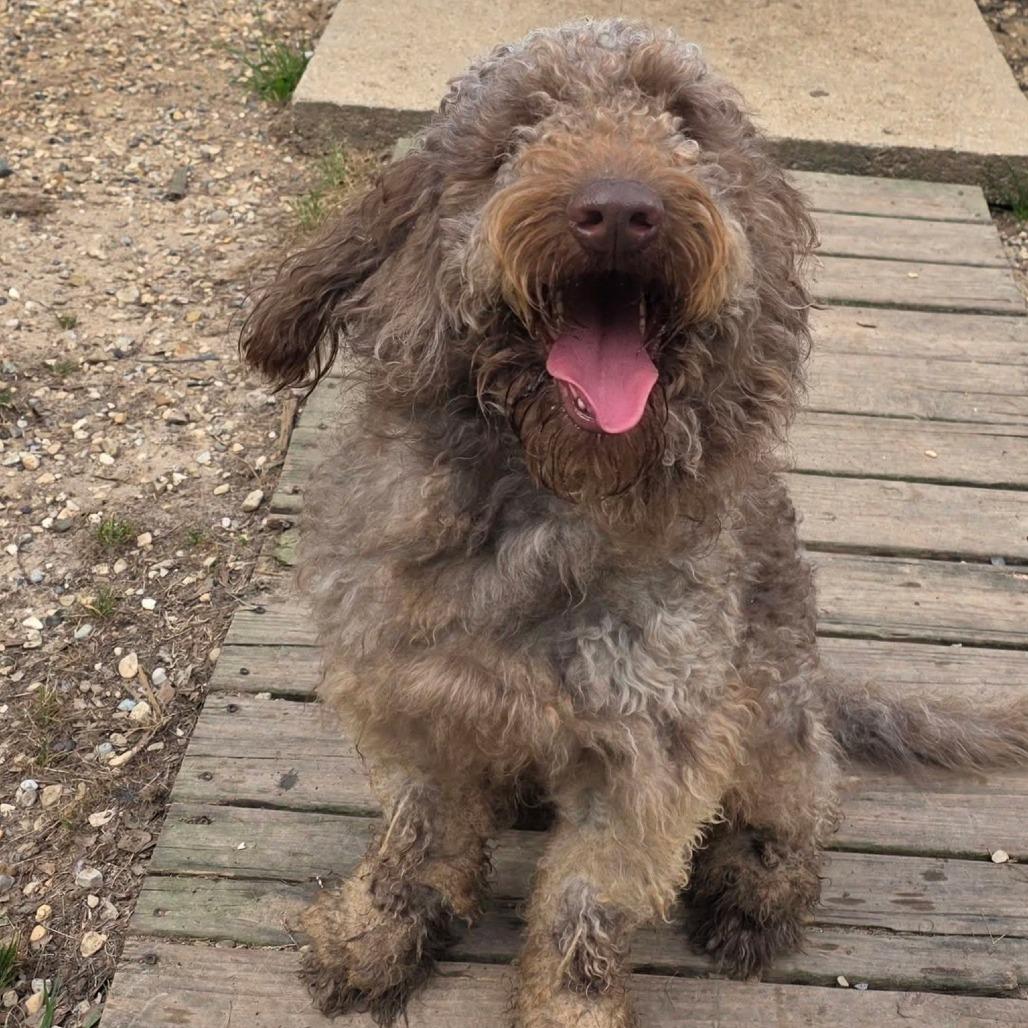 Otter, Adoptable, Adult Male Standard Poodle & Labrador Retriever.