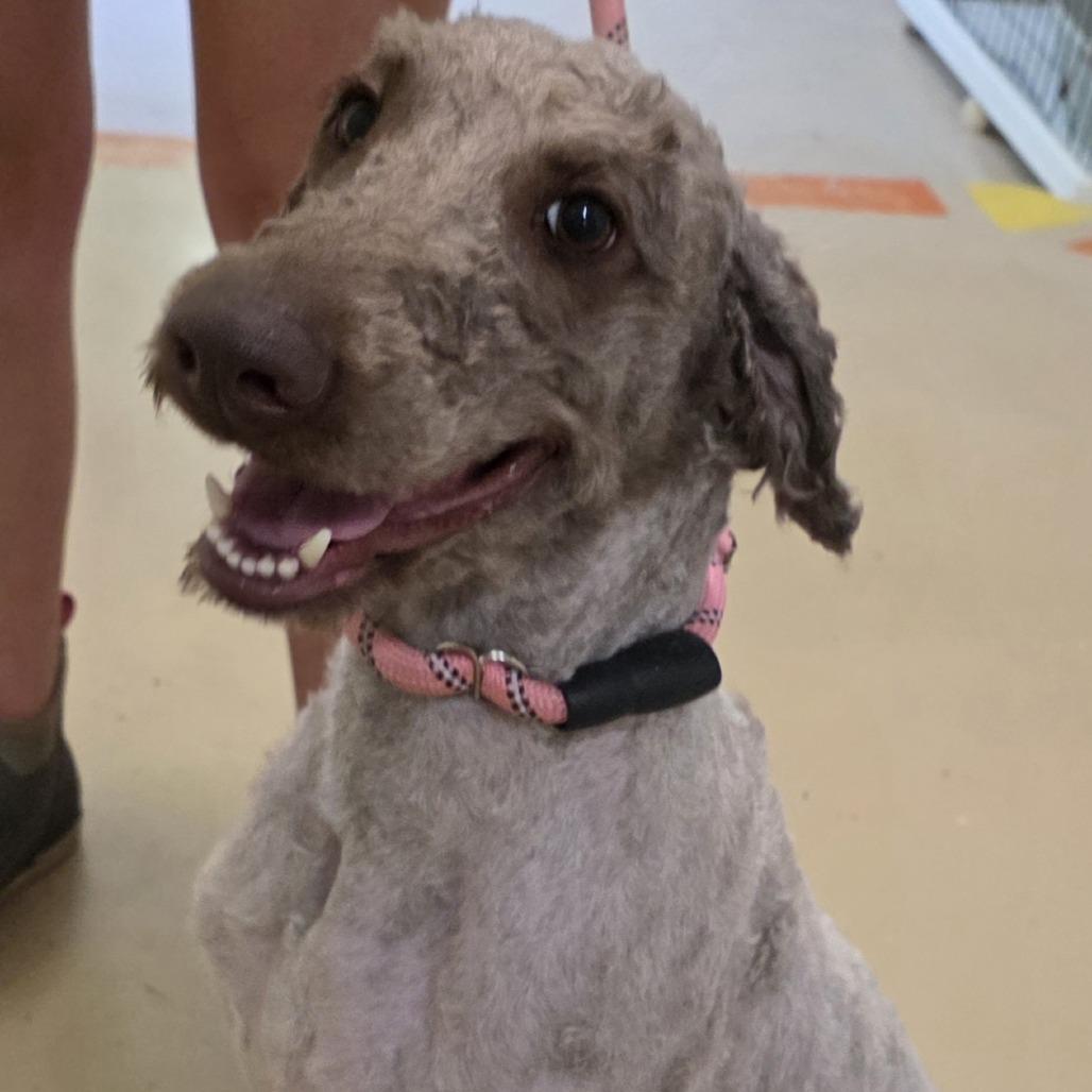 Otter, a Adoptable mixed breed in Albany, NY image 2/2