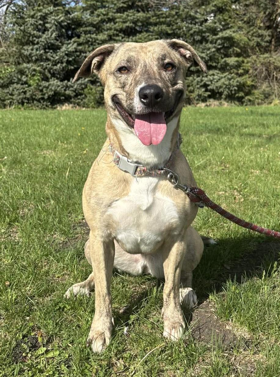 Enlarge Estelle, a ADOPTABLE mixed breed in Maryville, MO image 4/4
