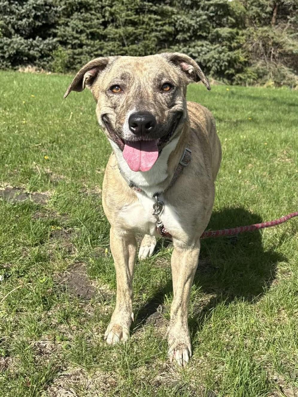 Enlarge Estelle, a ADOPTABLE mixed breed in Maryville, MO image 1/4