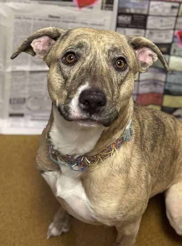 Enlarge Estelle, a ADOPTABLE mixed breed in Maryville, MO image 2/4