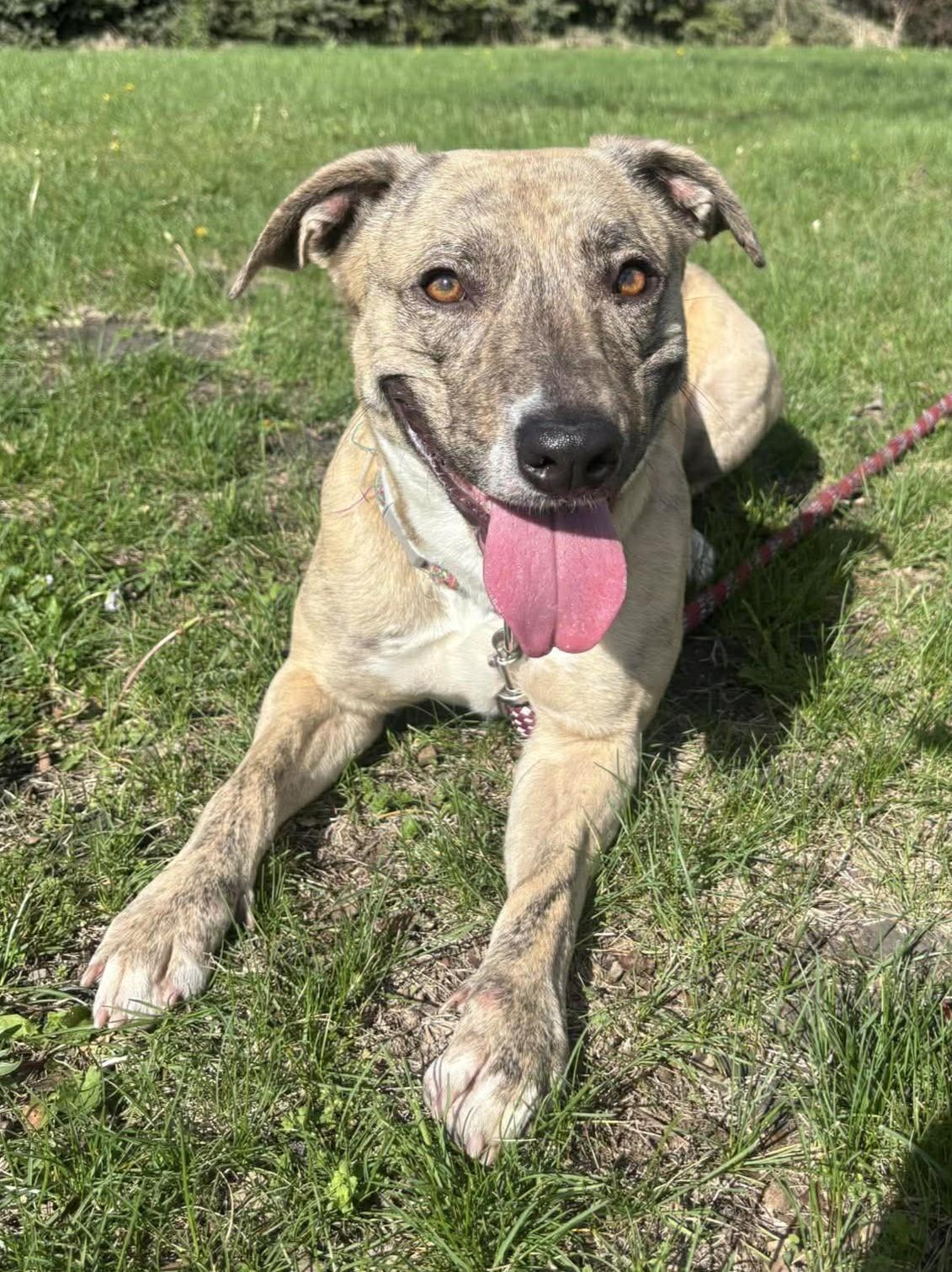 Enlarge Estelle, a ADOPTABLE mixed breed in Maryville, MO image 3/4