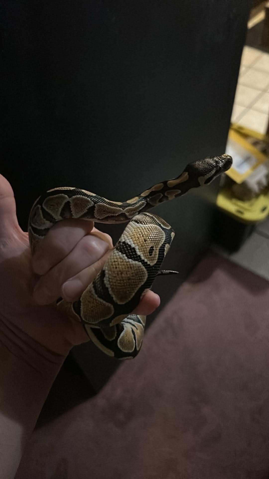 Peanut Ball Python, an adopted Ball Python in Concord, CA image 2/2