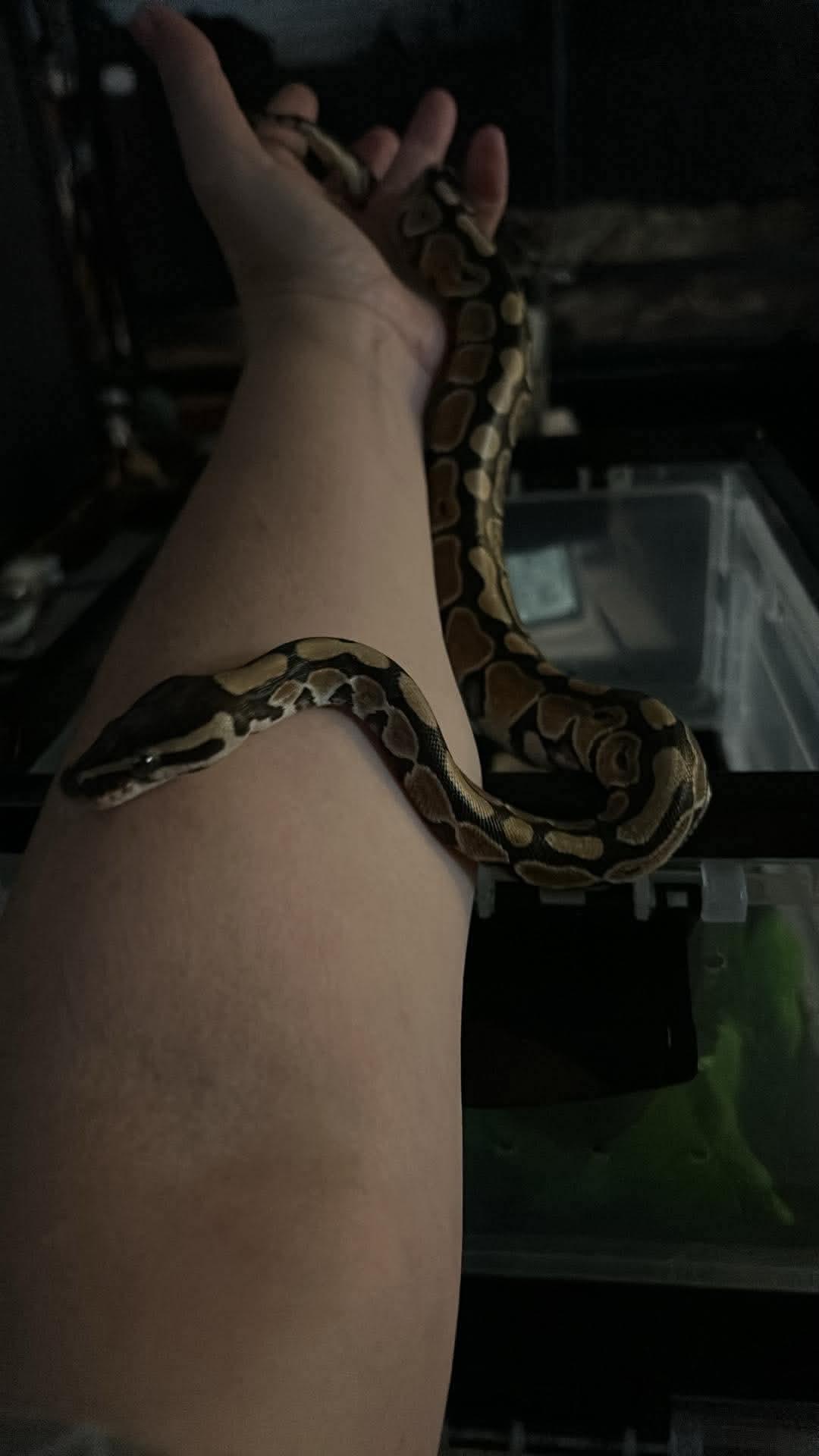 Peanut Ball Python, adopted, Baby Unknown Ball Python.