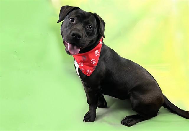 Enlarge FIONA, a Adoptable mixed breed in Fort Lauderdale, FL image 1/1
