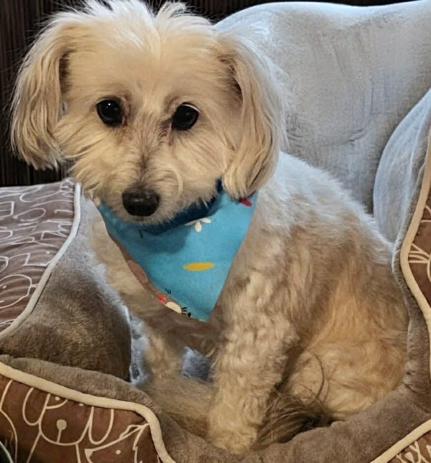 Enlarge Winsten, a ADOPTABLE Coton de Tulear in Towanda, IL image 1/1