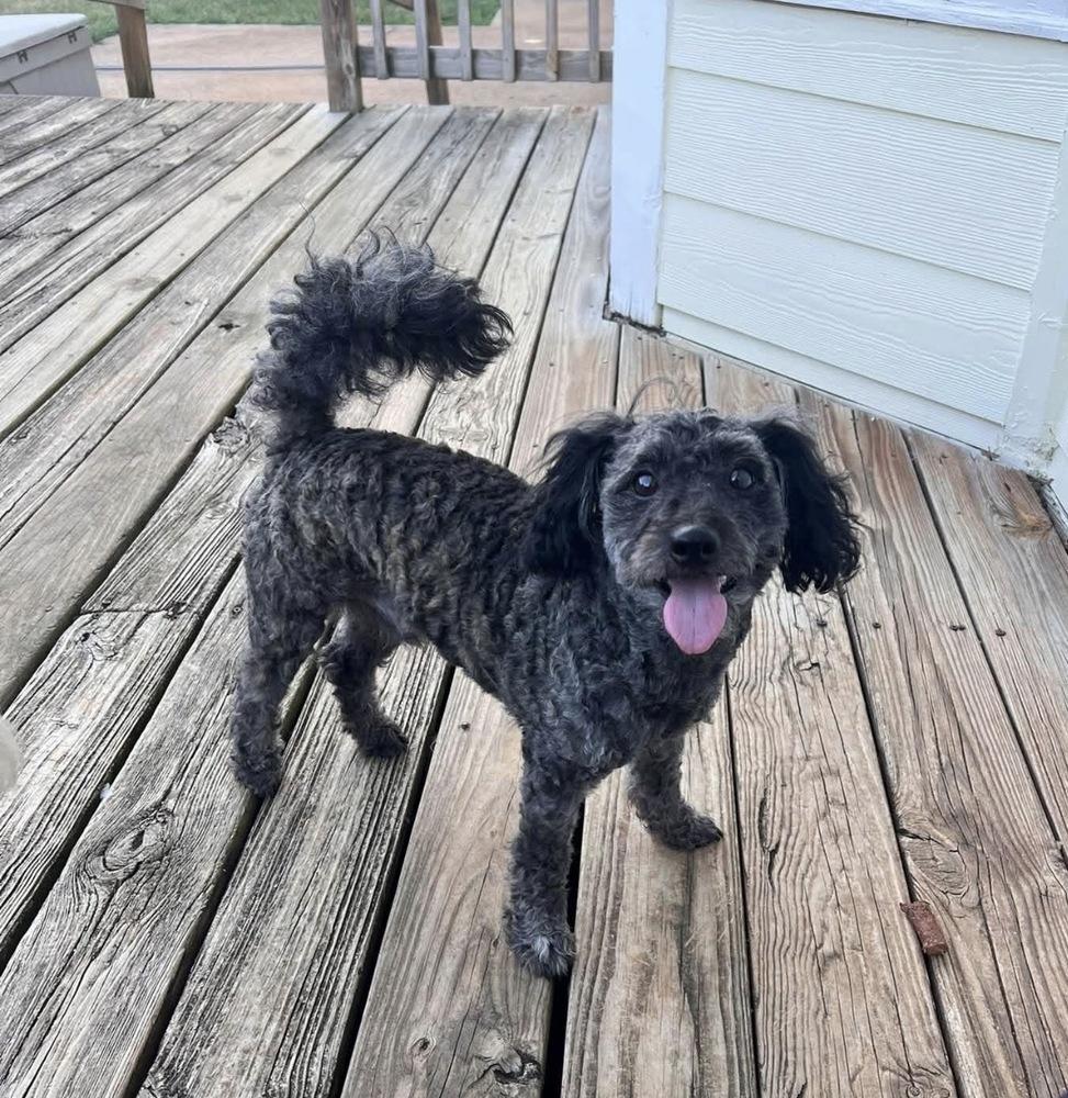Enlarge Toby, a Adopted mixed breed in Milton, GA image 1/6