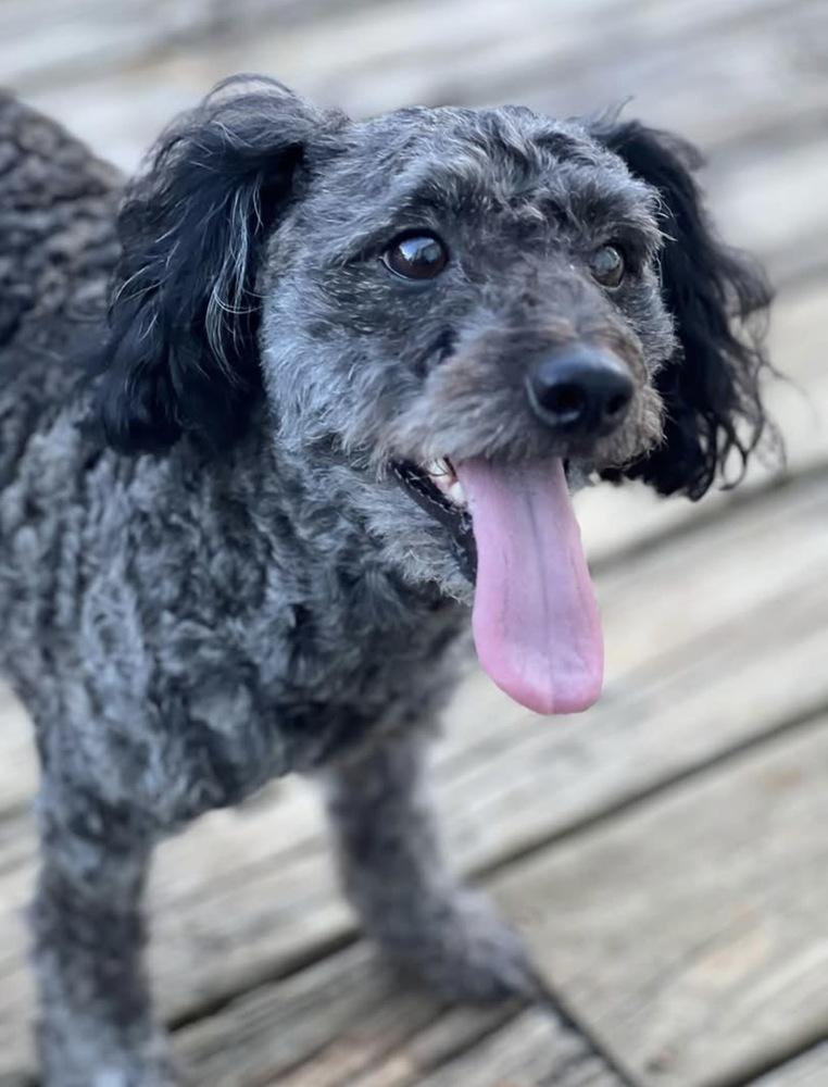 Enlarge Toby, a Adopted mixed breed in Milton, GA image 2/6