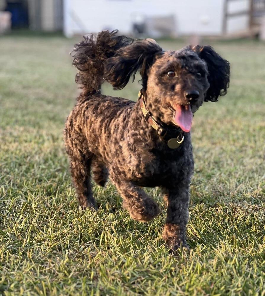 Enlarge Toby, a Adopted mixed breed in Milton, GA image 3/6