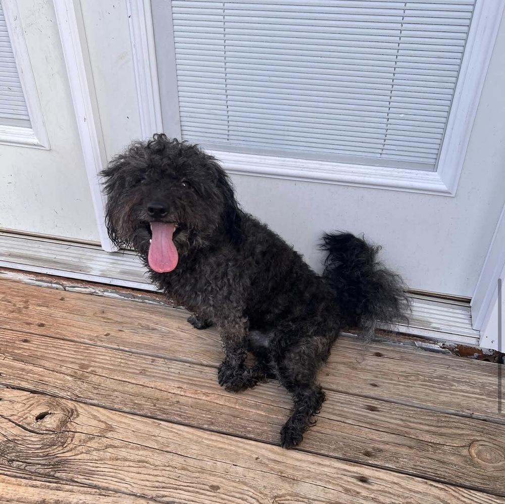 Enlarge Toby, a Adopted mixed breed in Milton, GA image 5/6