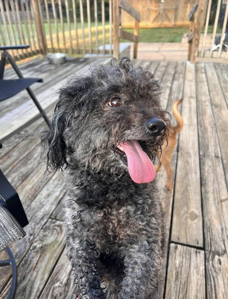 Enlarge Toby, a Adopted mixed breed in Milton, GA image 6/6