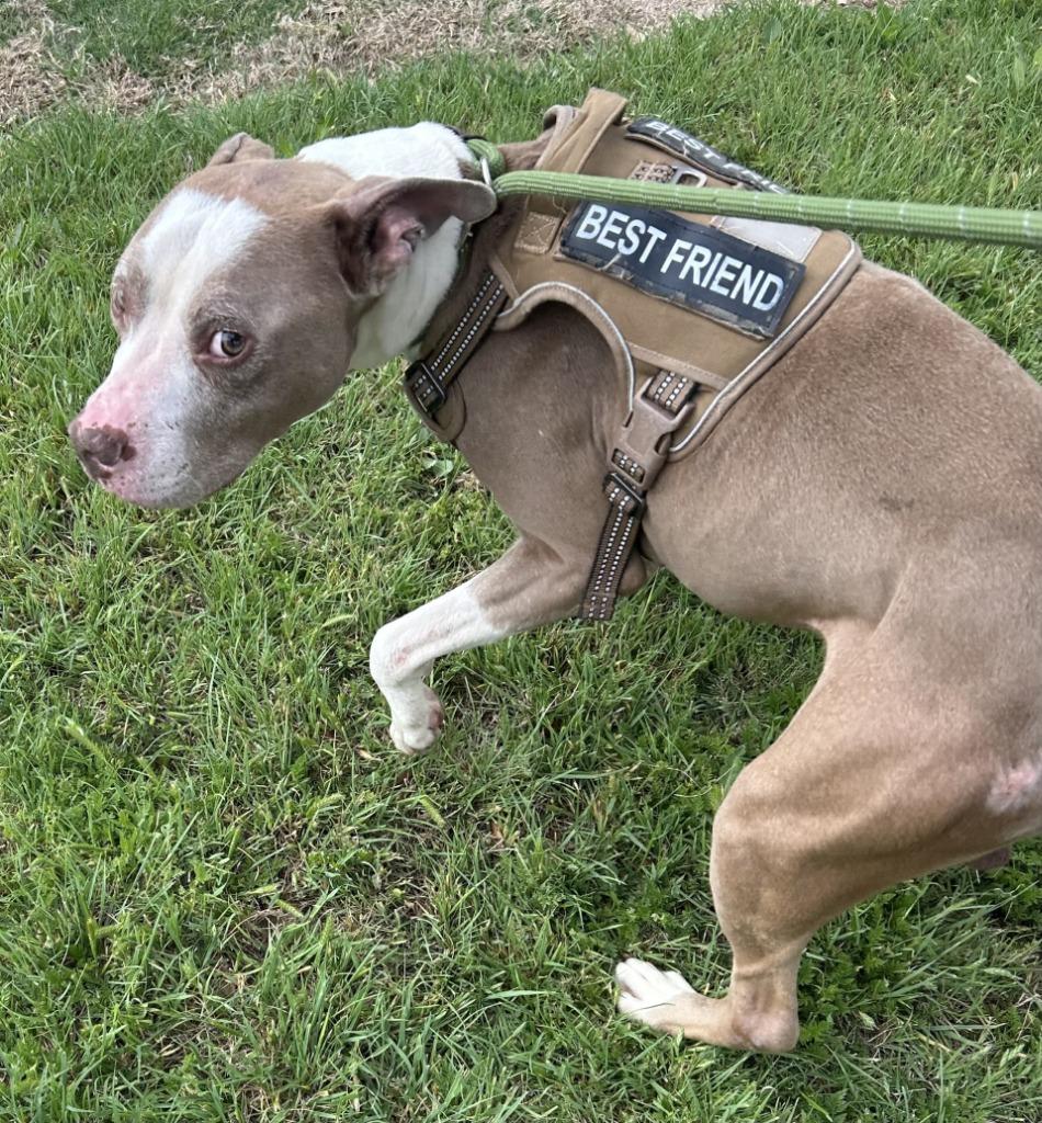 Taz, Adoptable, Adult Male Pit Bull Terrier.