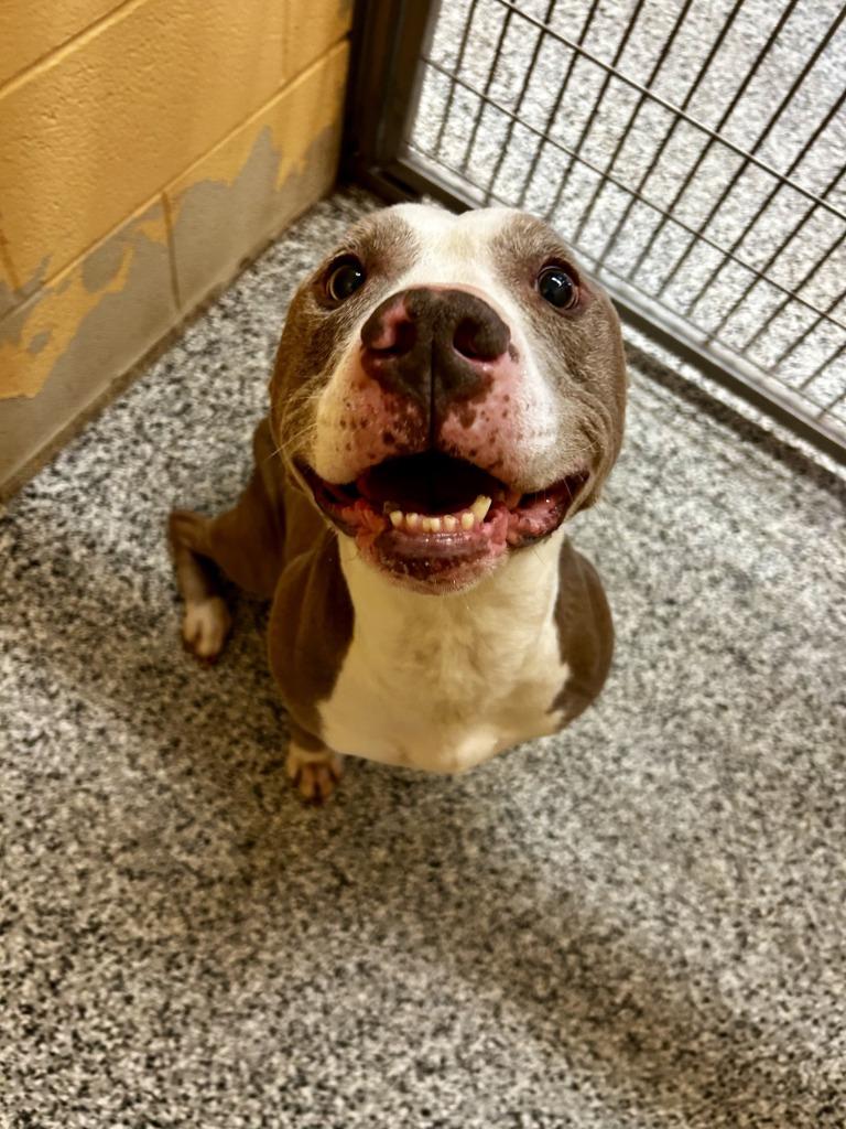 Enlarge Taz, a Adoptable Pit Bull Terrier in Little Elm, TX image 2/2