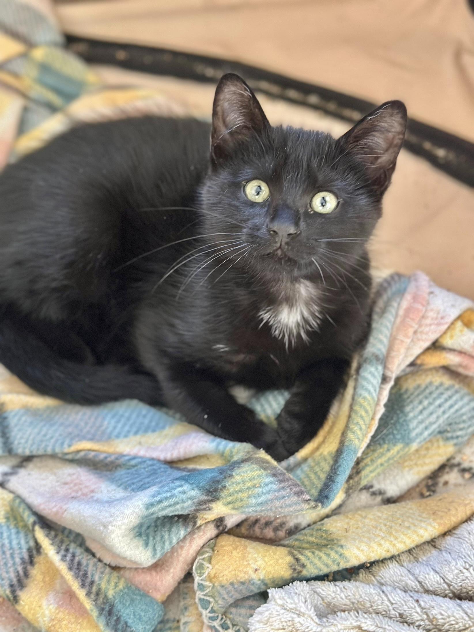 Enlarge DAX baby kitten (*VIDEO) good with kids and pets , a ADOPTABLE Domestic Short Hair in Port Orange, FL image 2/4