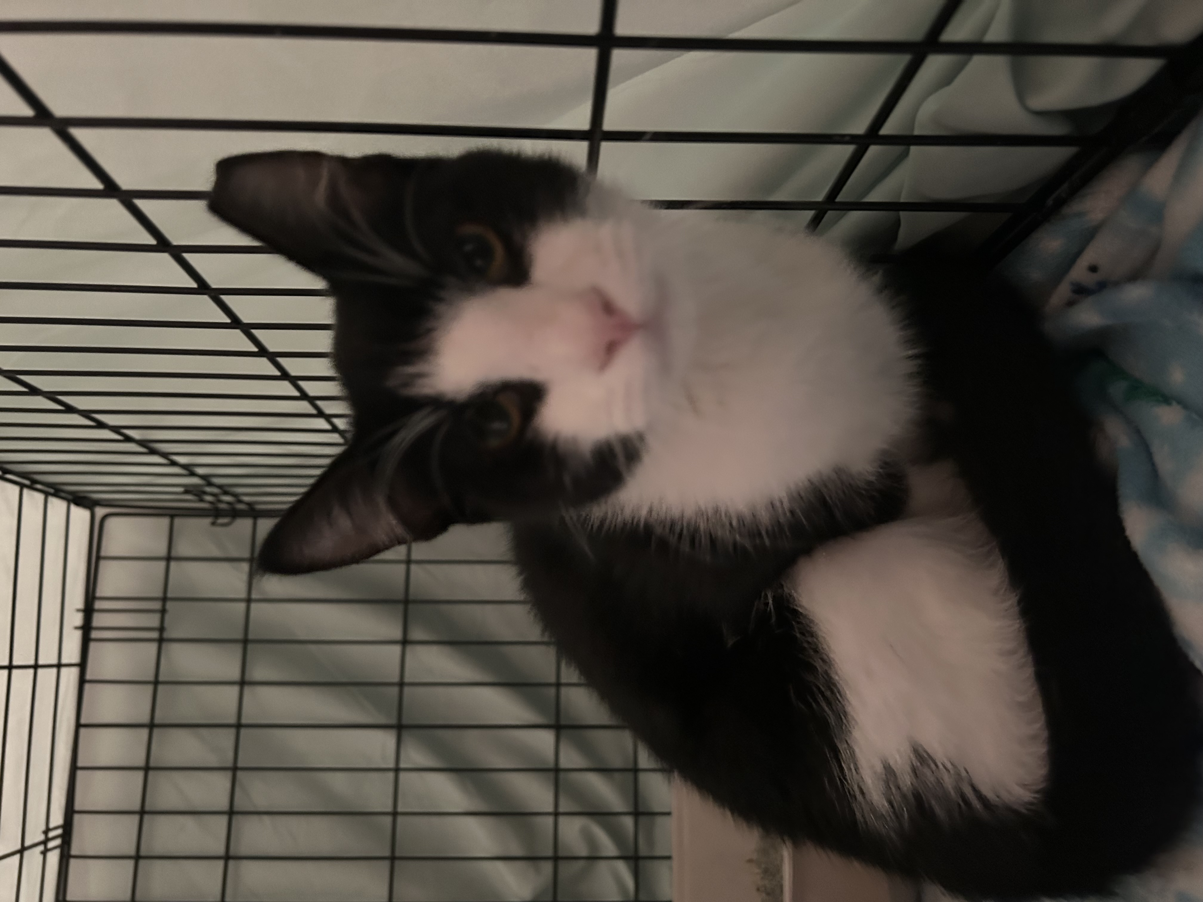 Arcedimus, a Adoptable mixed breed in Youngstown, FL image 1/4