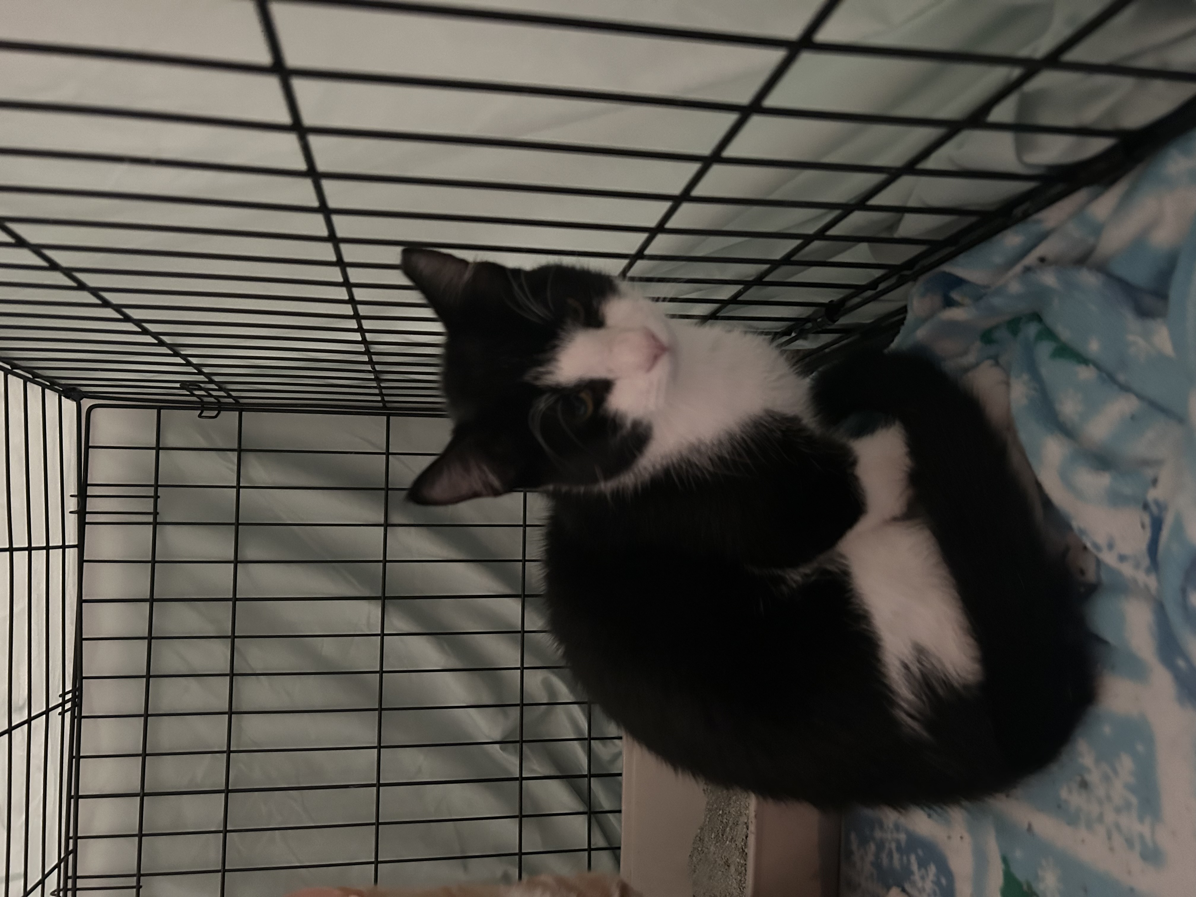 Arcedimus, a Adoptable mixed breed in Youngstown, FL image 2/4