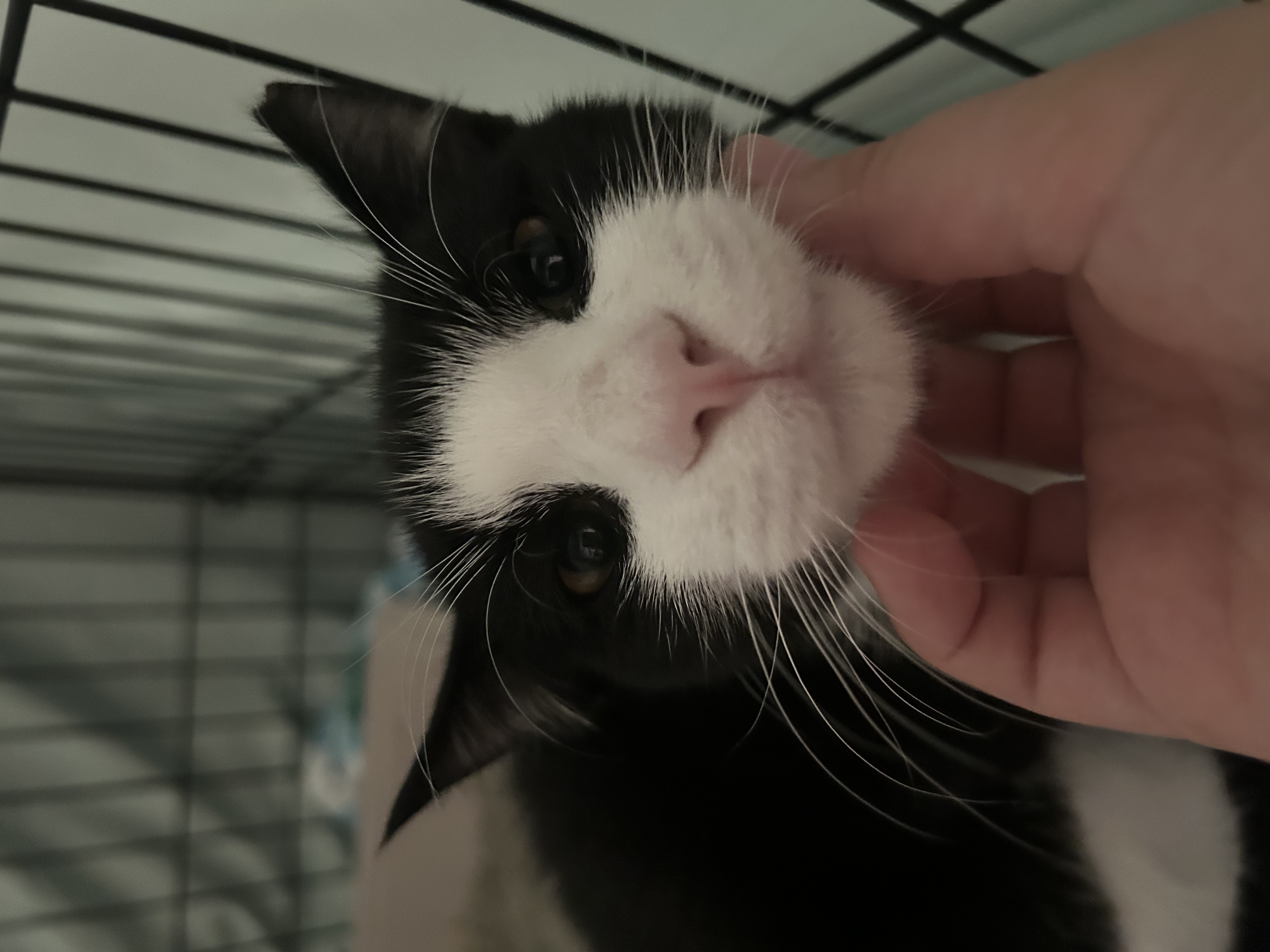 Arcedimus, a Adoptable mixed breed in Youngstown, FL image 3/4