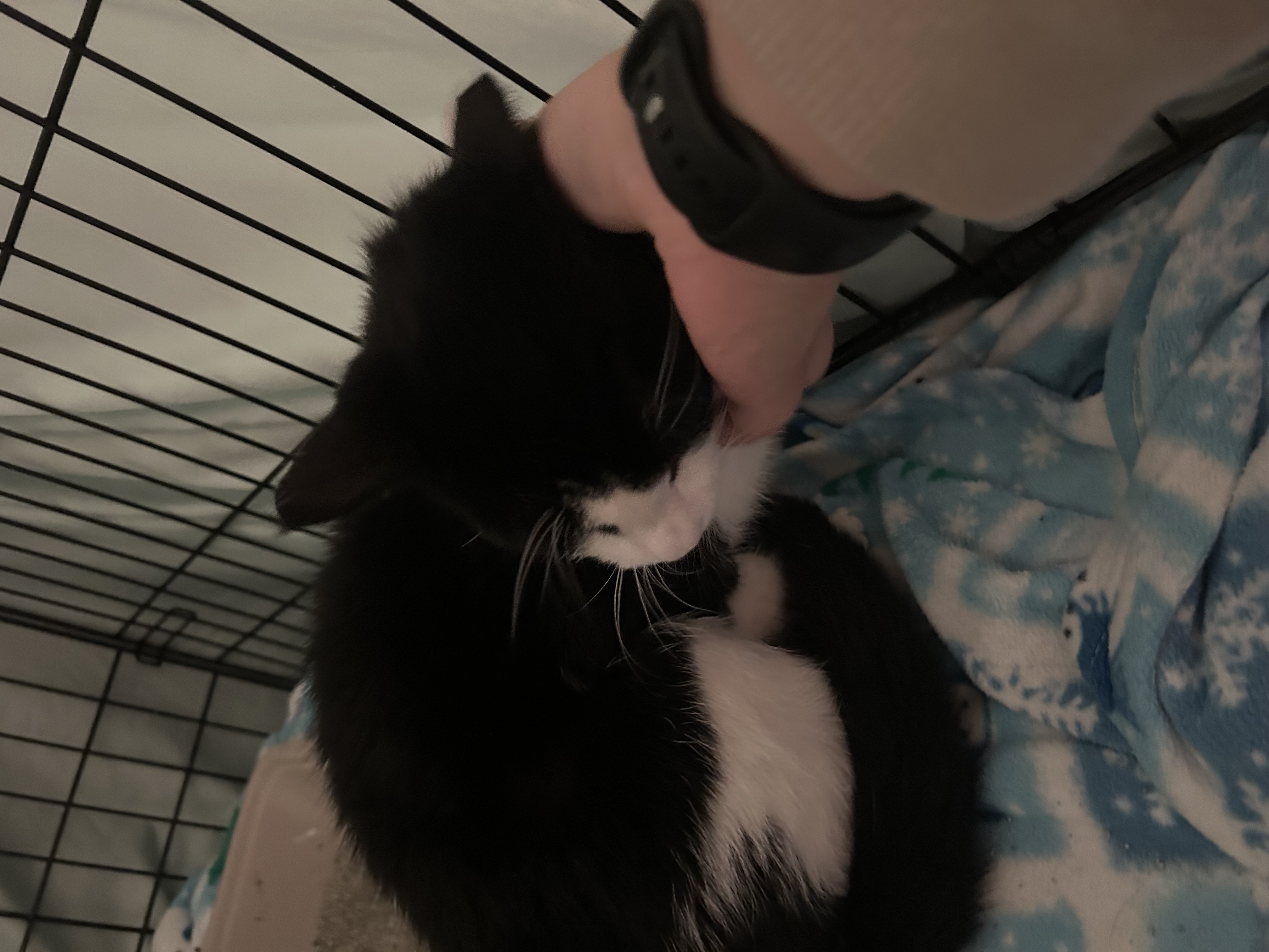 Arcedimus, a Adoptable mixed breed in Youngstown, FL image 4/4