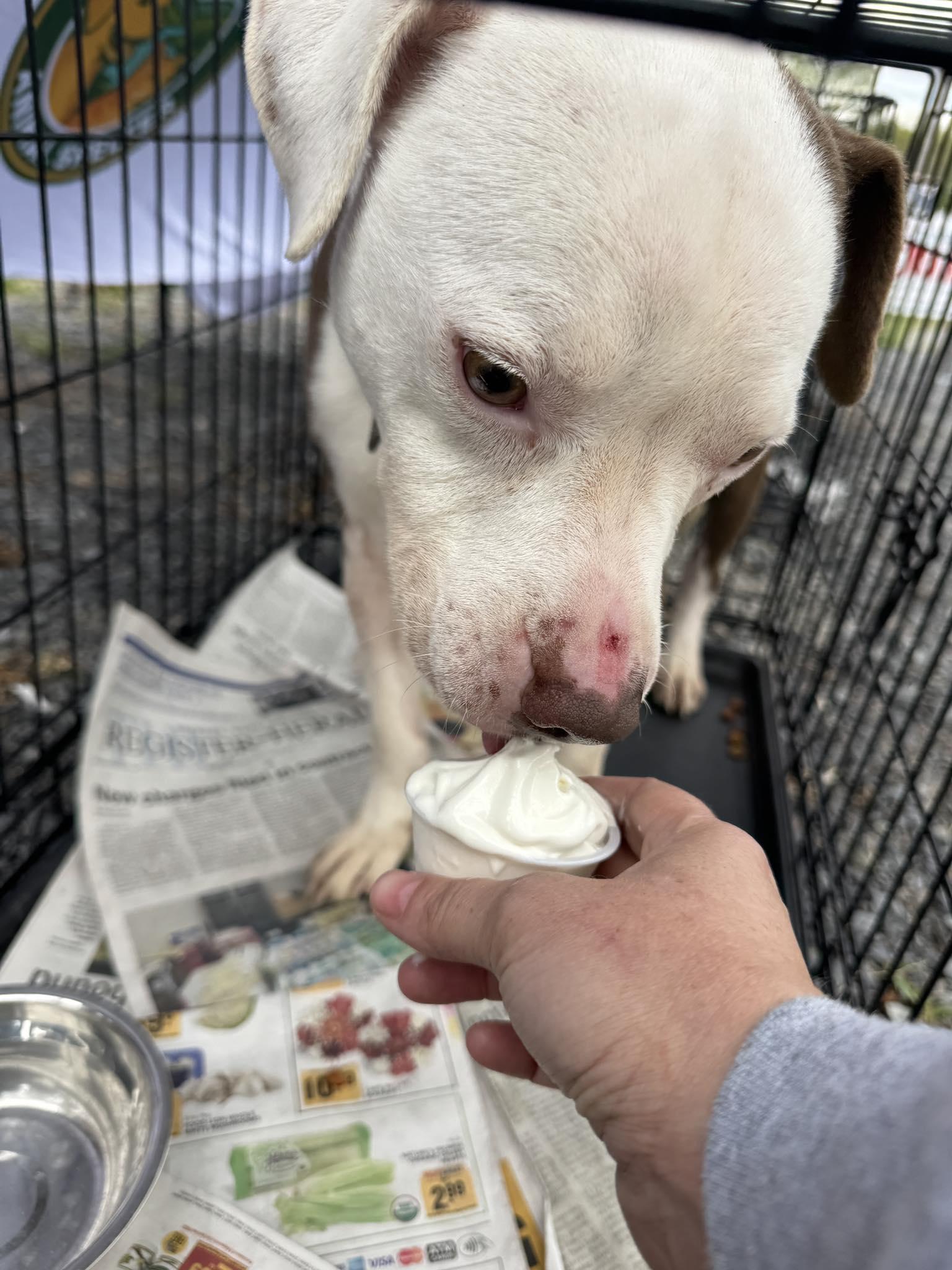 Axle, Adoptable, Senior Male Pit Bull Terrier.