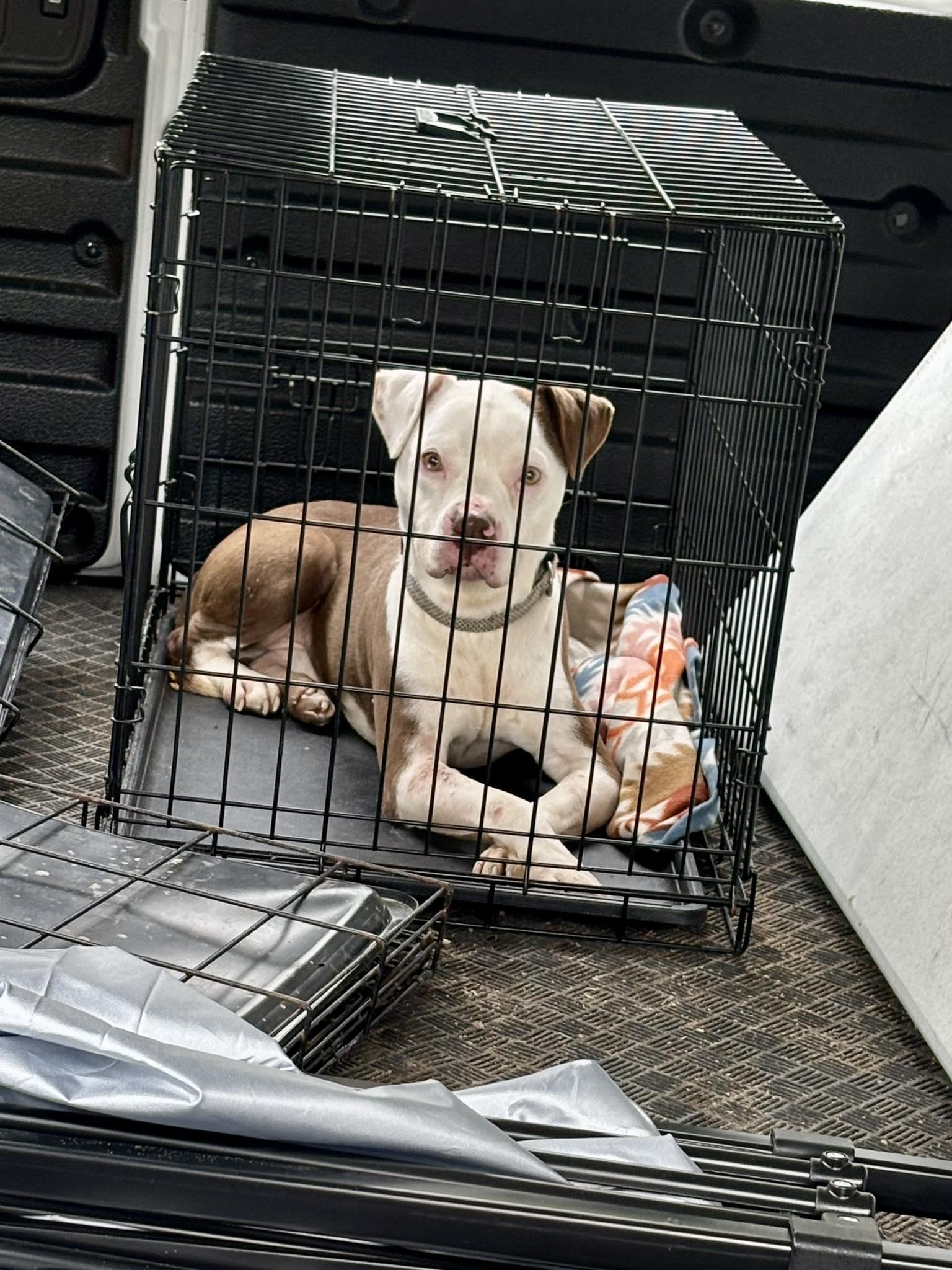 Axle, a Adoptable mixed breed in Fayetteville, WV image 2/4